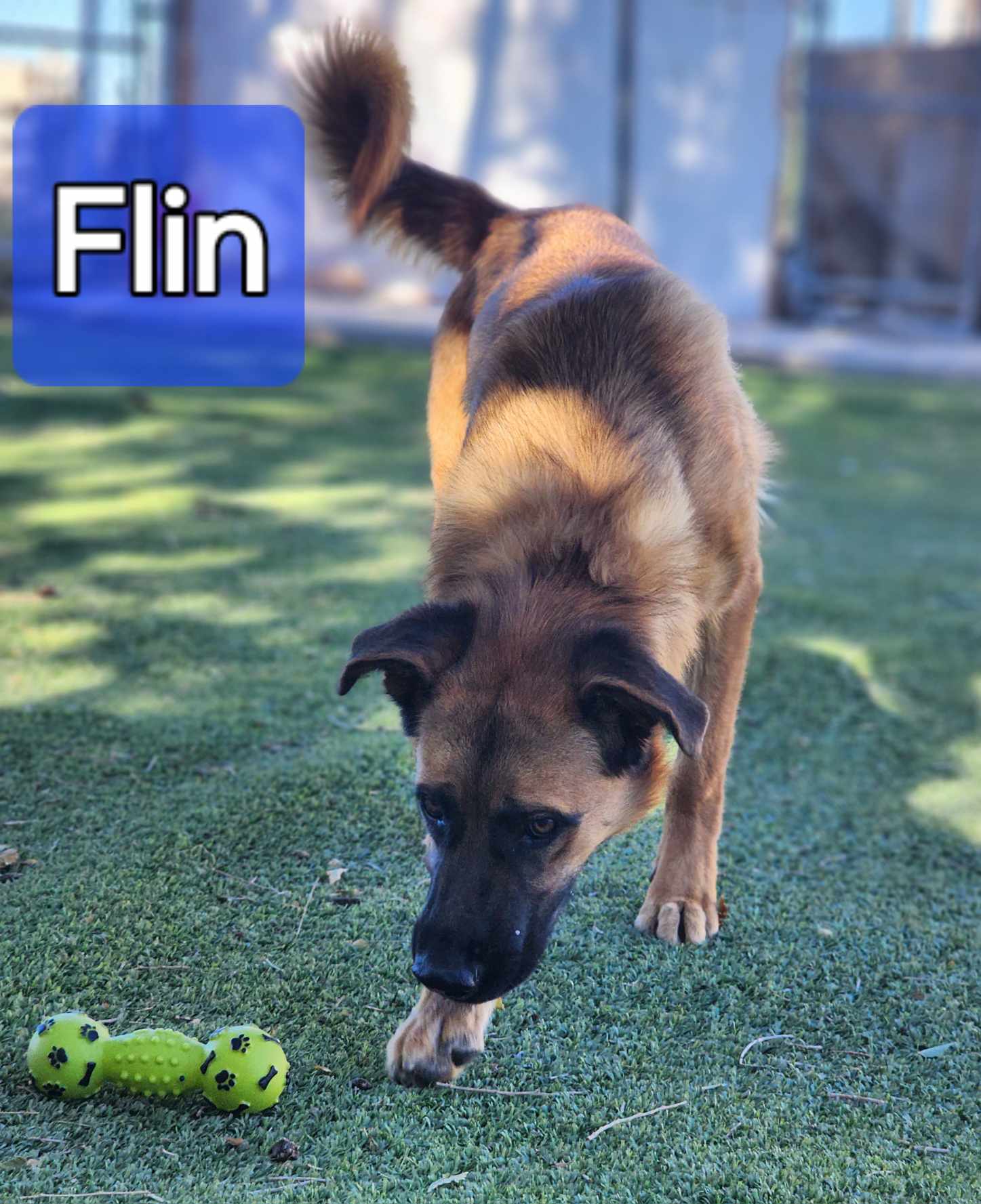 Enlarge Flin, a Adopted mixed breed in Roswell, NM image 1/5
