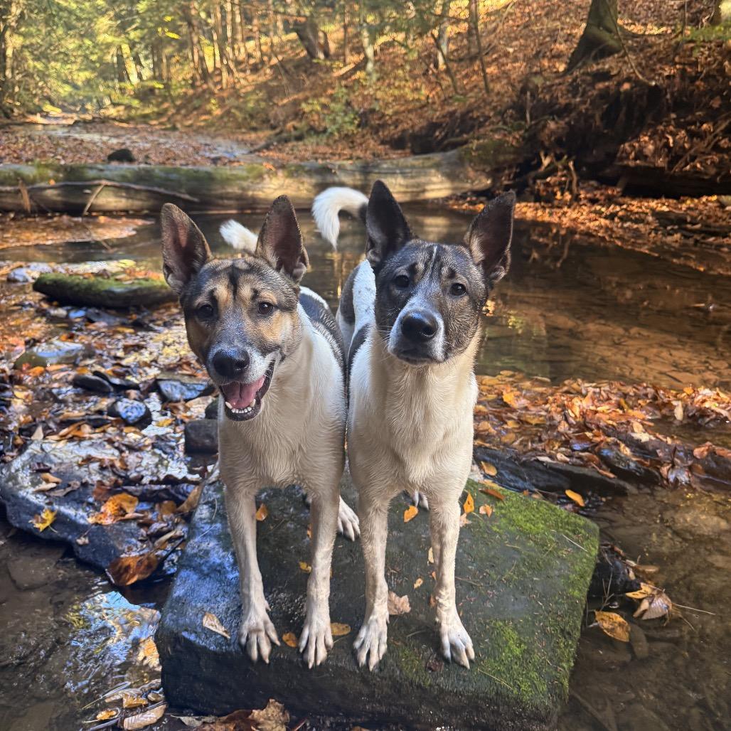 Enlarge Crocket and Boone, a Adoptable mixed breed in Milford, NY image 1/1