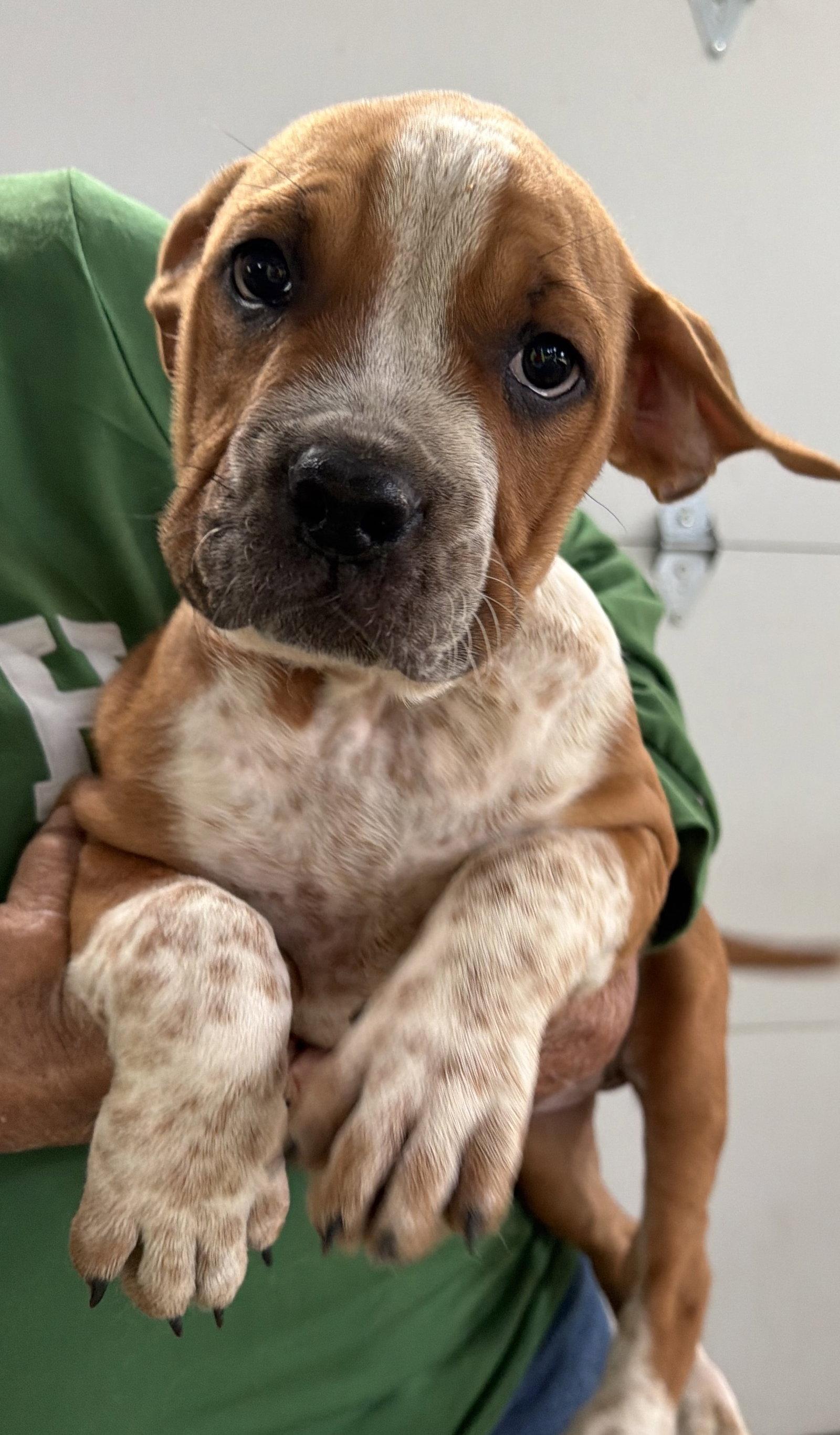 Enlarge Cake, a Adopted mixed breed in Ashville, OH image 1/3