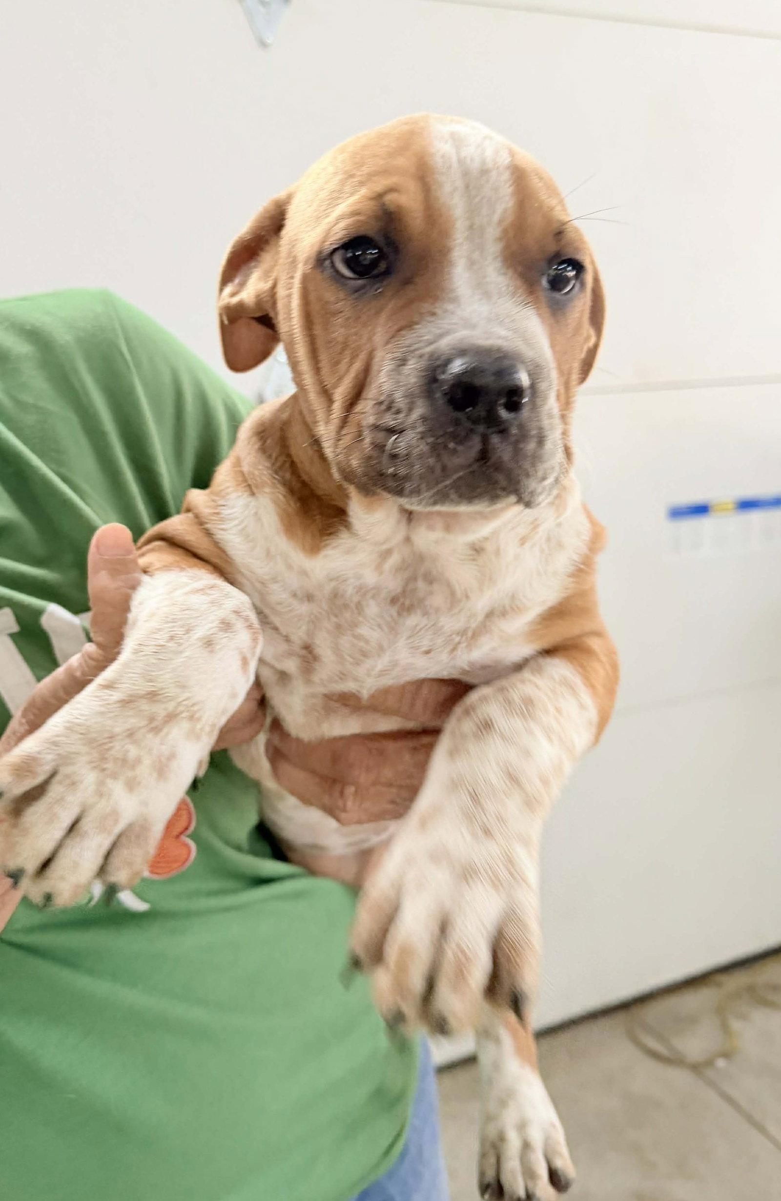Enlarge Cake, a Adopted mixed breed in Ashville, OH image 2/3