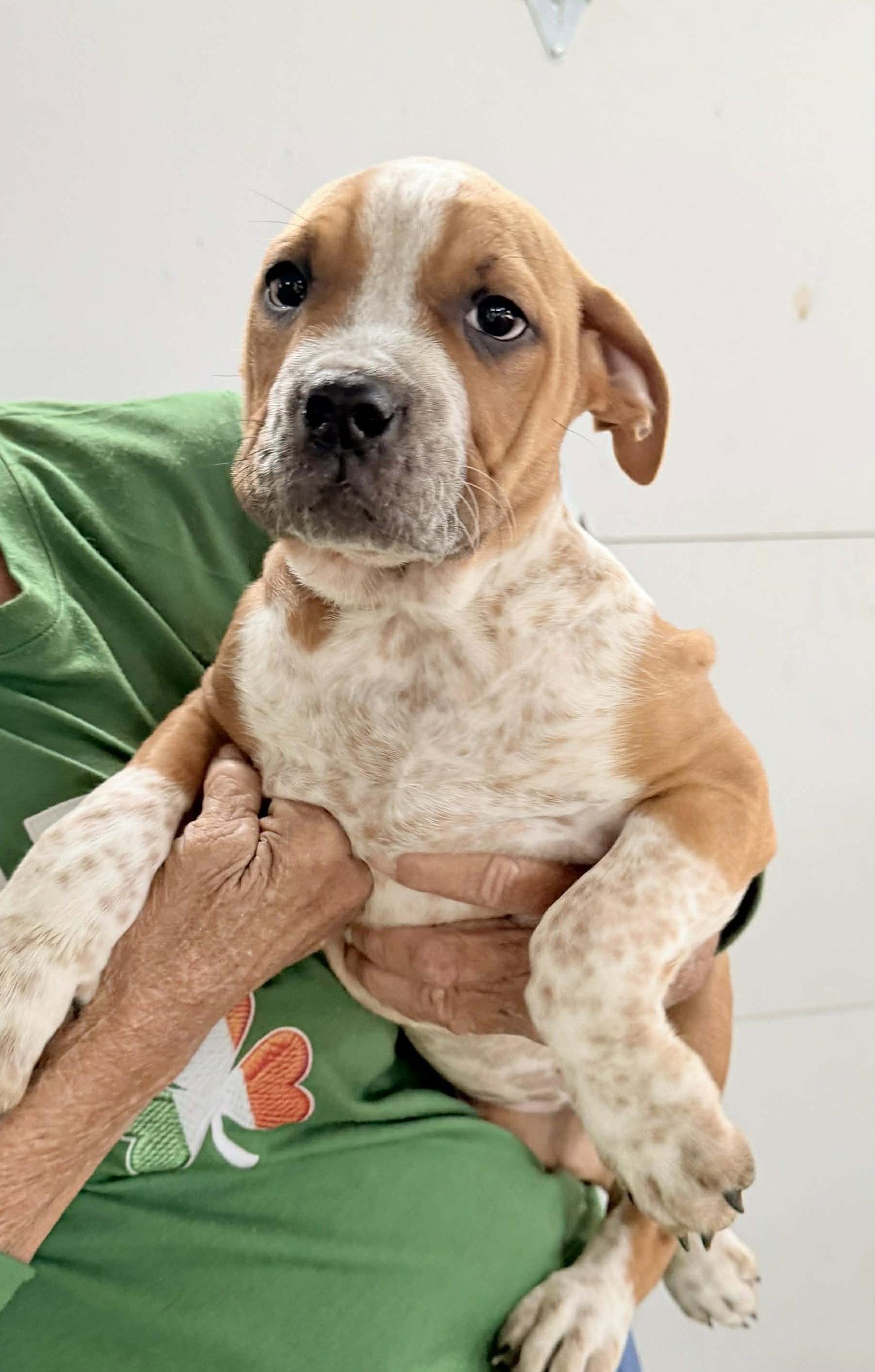 Enlarge Cake, a Adopted mixed breed in Ashville, OH image 3/3