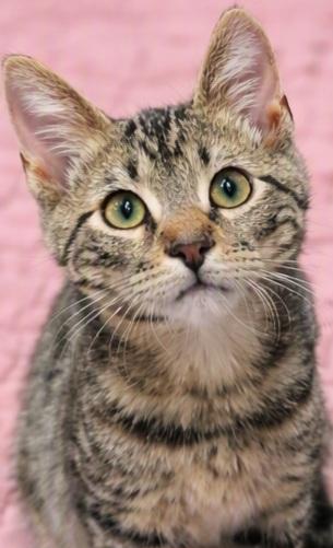 Buzz, adopted, Kitten Male Domestic Short Hair.