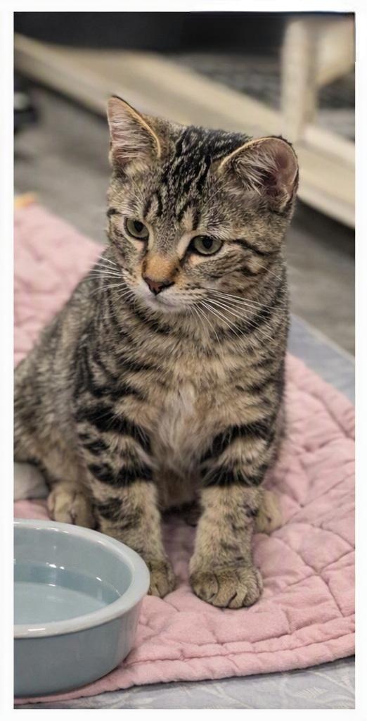 Buzz, an adopted Domestic Short Hair in Morganton, NC image 2/4