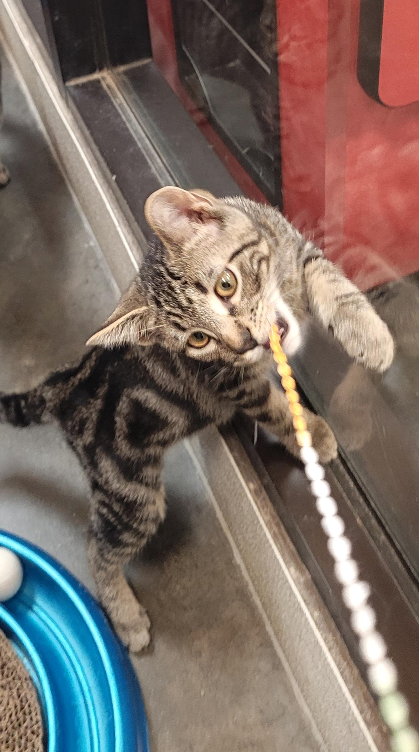 Buzz, an adopted Domestic Short Hair in Morganton, NC image 3/4
