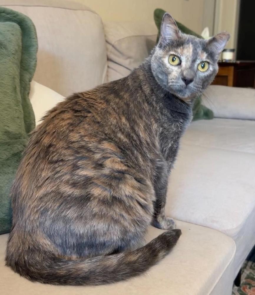 Tessie, Adoptable, Adult Female Domestic Short Hair.