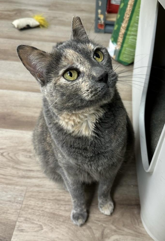 Enlarge Tessie, a Adoptable mixed breed in tucson, AZ image 4/6