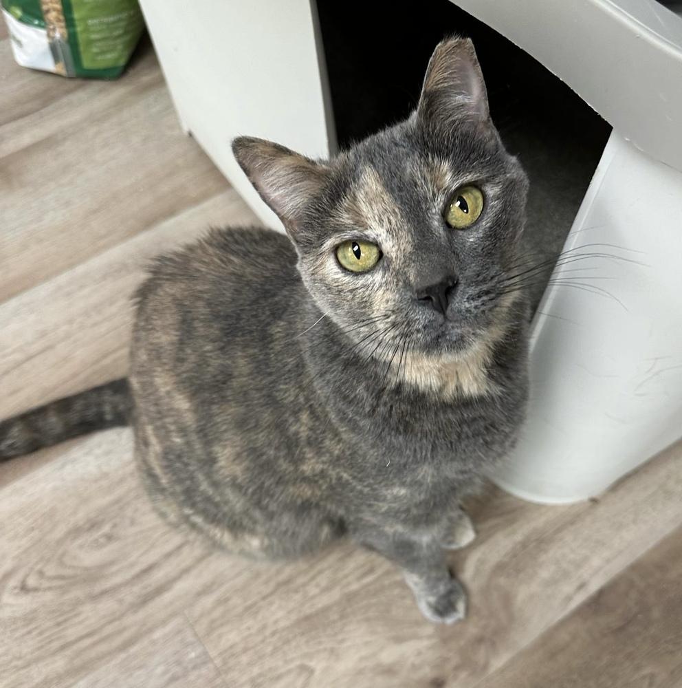 Enlarge Tessie, a Adoptable mixed breed in tucson, AZ image 5/6