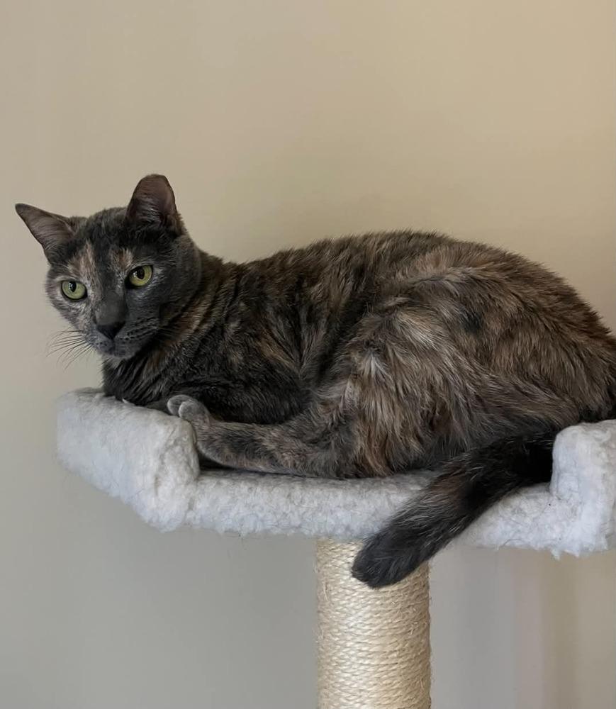 Tessie, a Adoptable mixed breed in tucson, AZ image 3/5