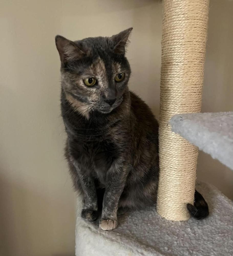 Tessie, a Adoptable mixed breed in tucson, AZ image 5/5