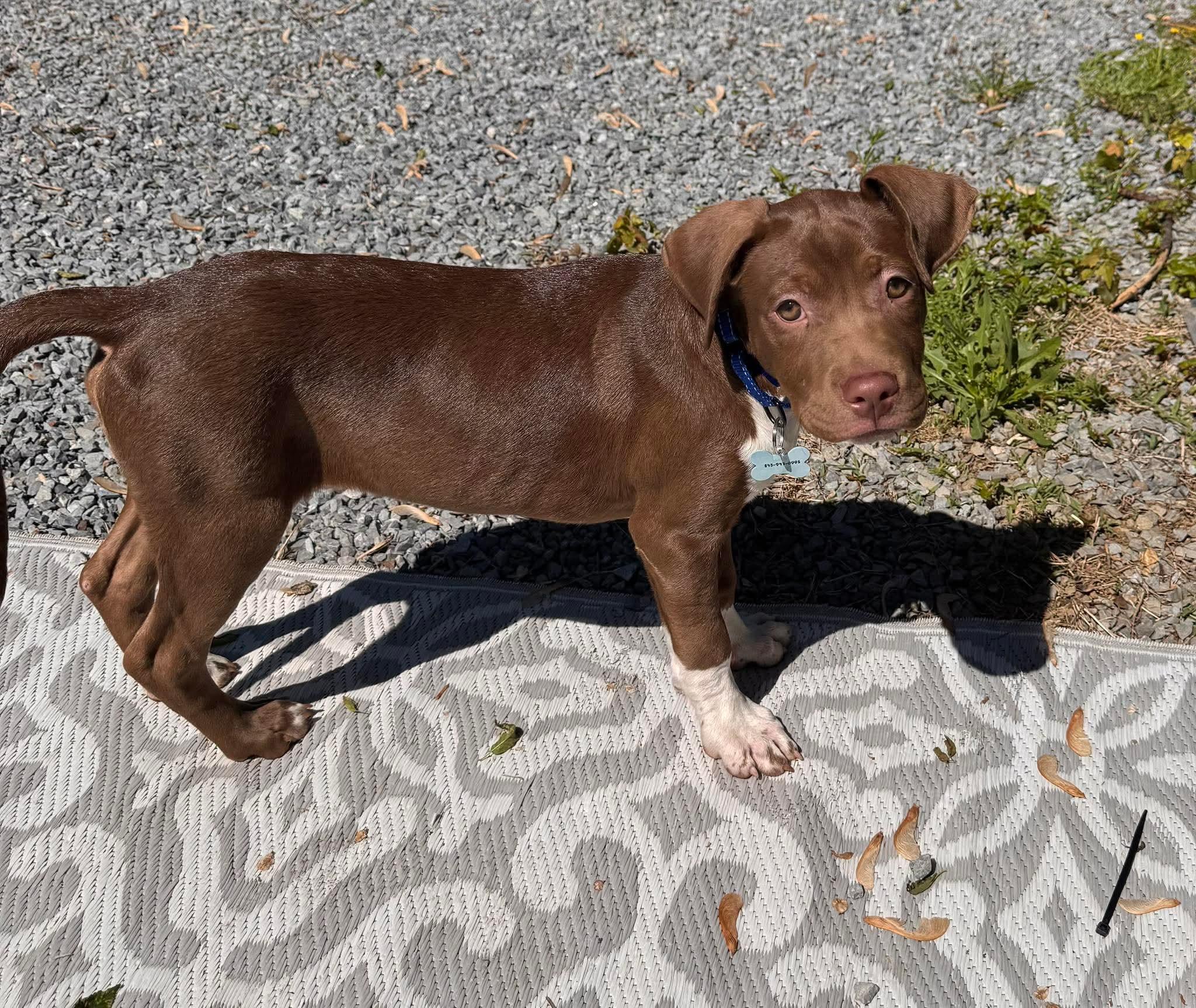 Gaston, an adopted Mixed Breed in Highland, NY image 1/4