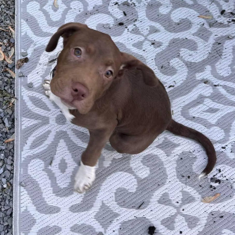 Gaston, an adopted Mixed Breed in Highland, NY image 3/4