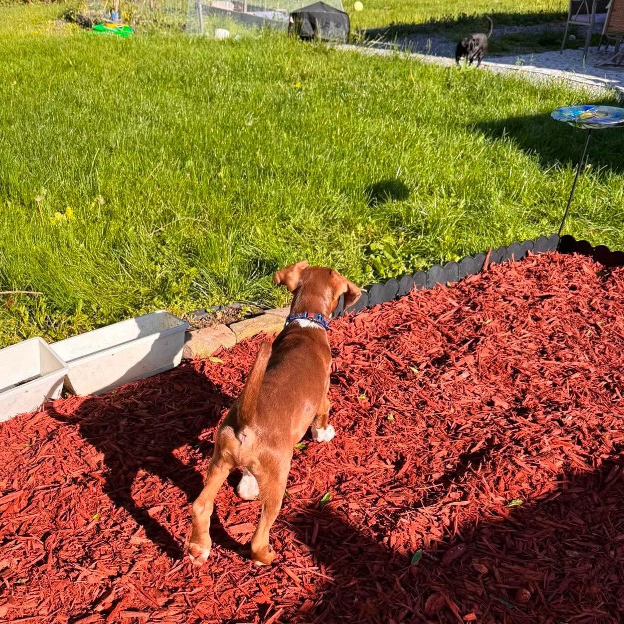 Gaston, an adopted Mixed Breed in Highland, NY image 2/4