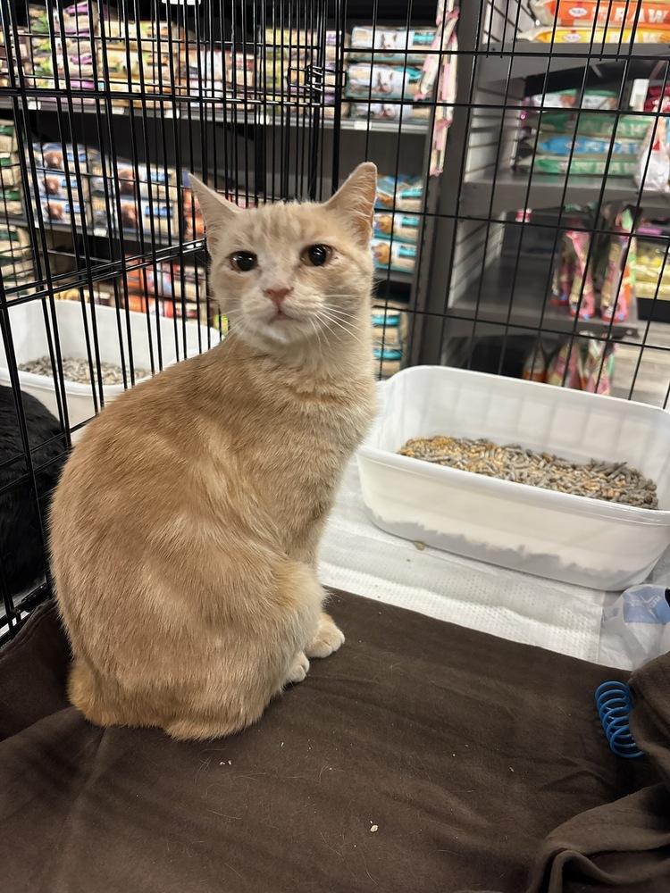 Buffy, Adoptable, Adult Female Domestic Short Hair.