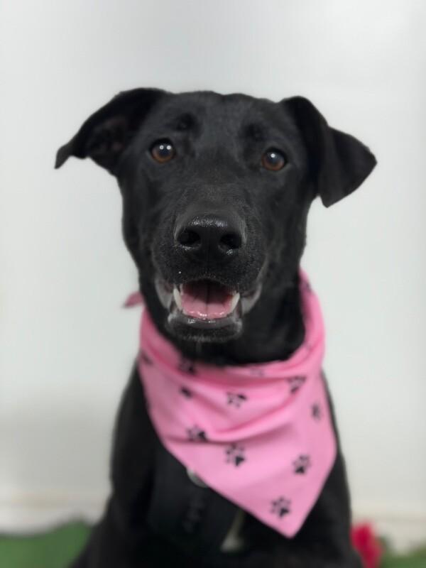 Heidi-One of our Amazing Rescue Dogs, ADOPTABLE, Puppy • Female, Black Labrador Retriever & Australian Kelpie.