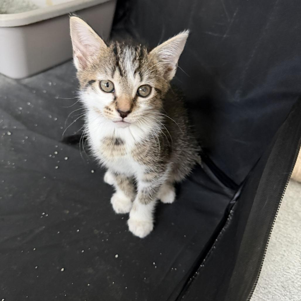 Adley, Adoptable, Kitten Female Domestic Short Hair.