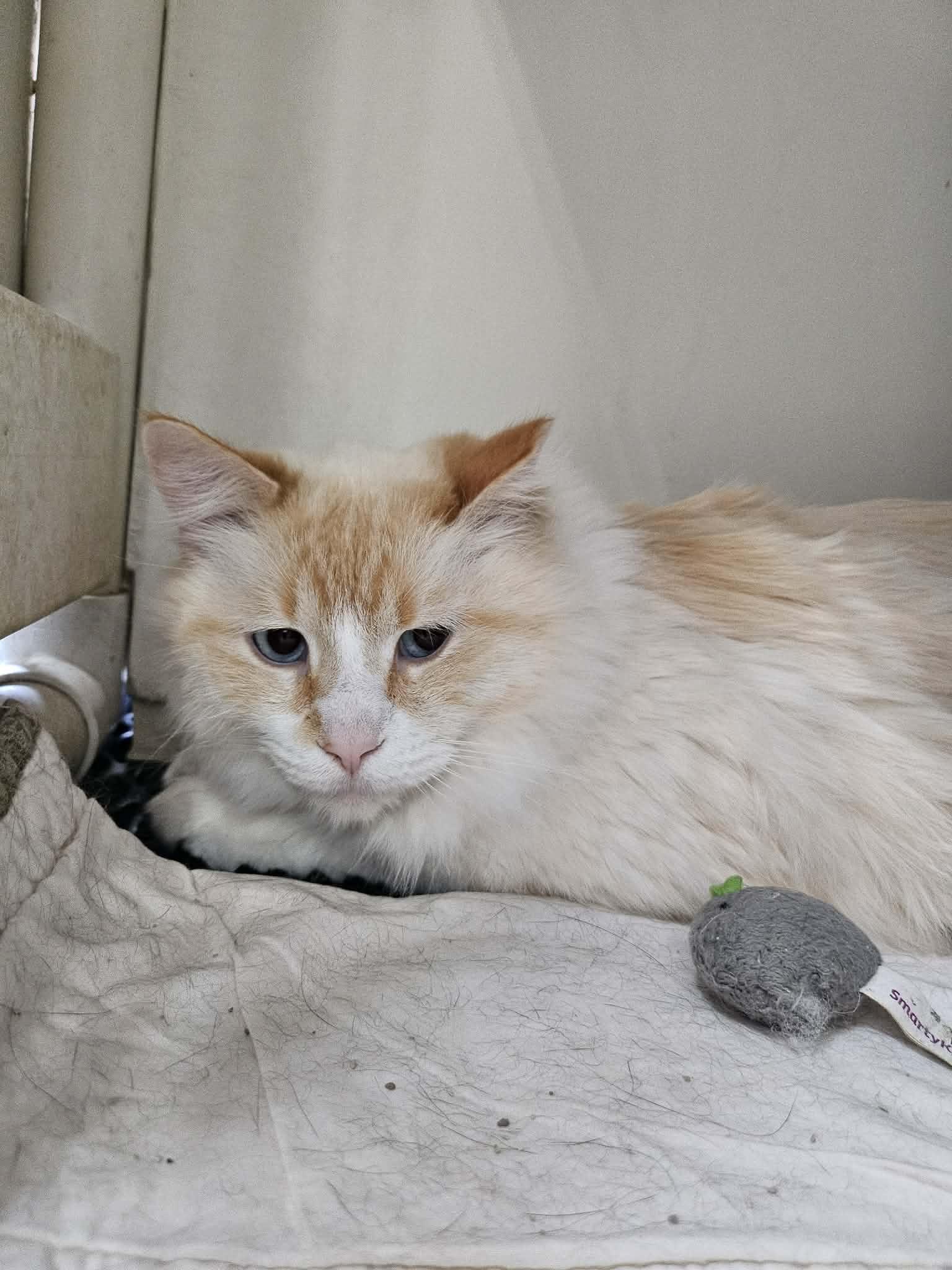 Chonk and Charlie, a ADOPTABLE Domestic Short Hair in Chappell, NE image 2/2