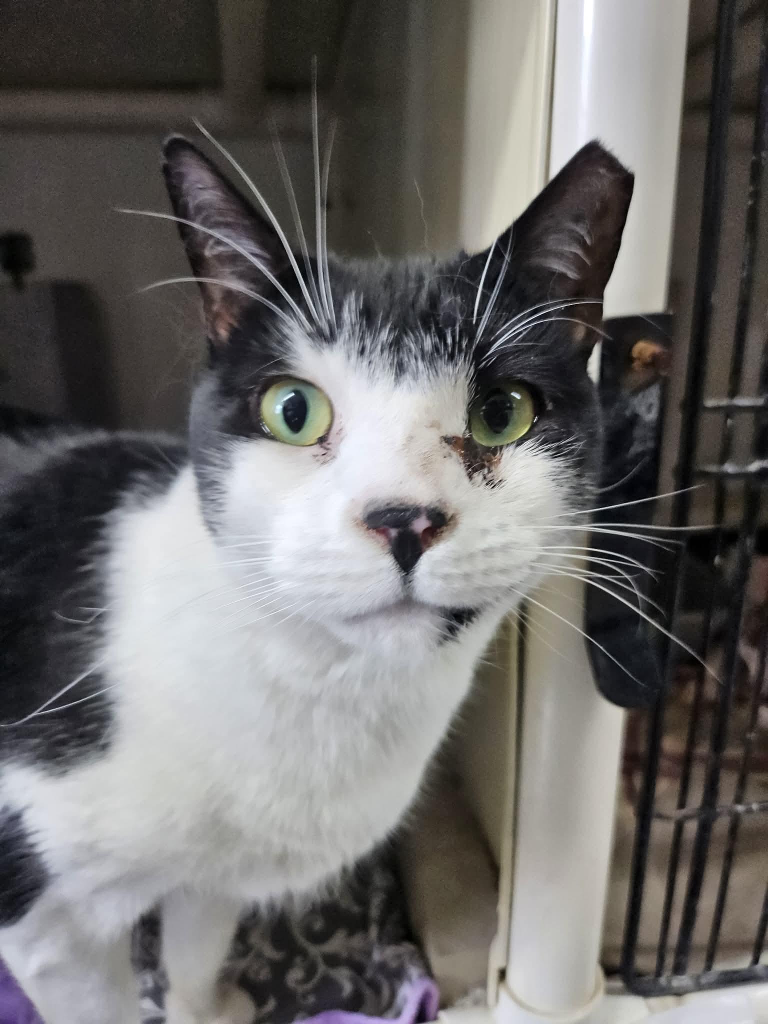 Chonk and Charlie, ADOPTABLE, Adult Male Domestic Short Hair.