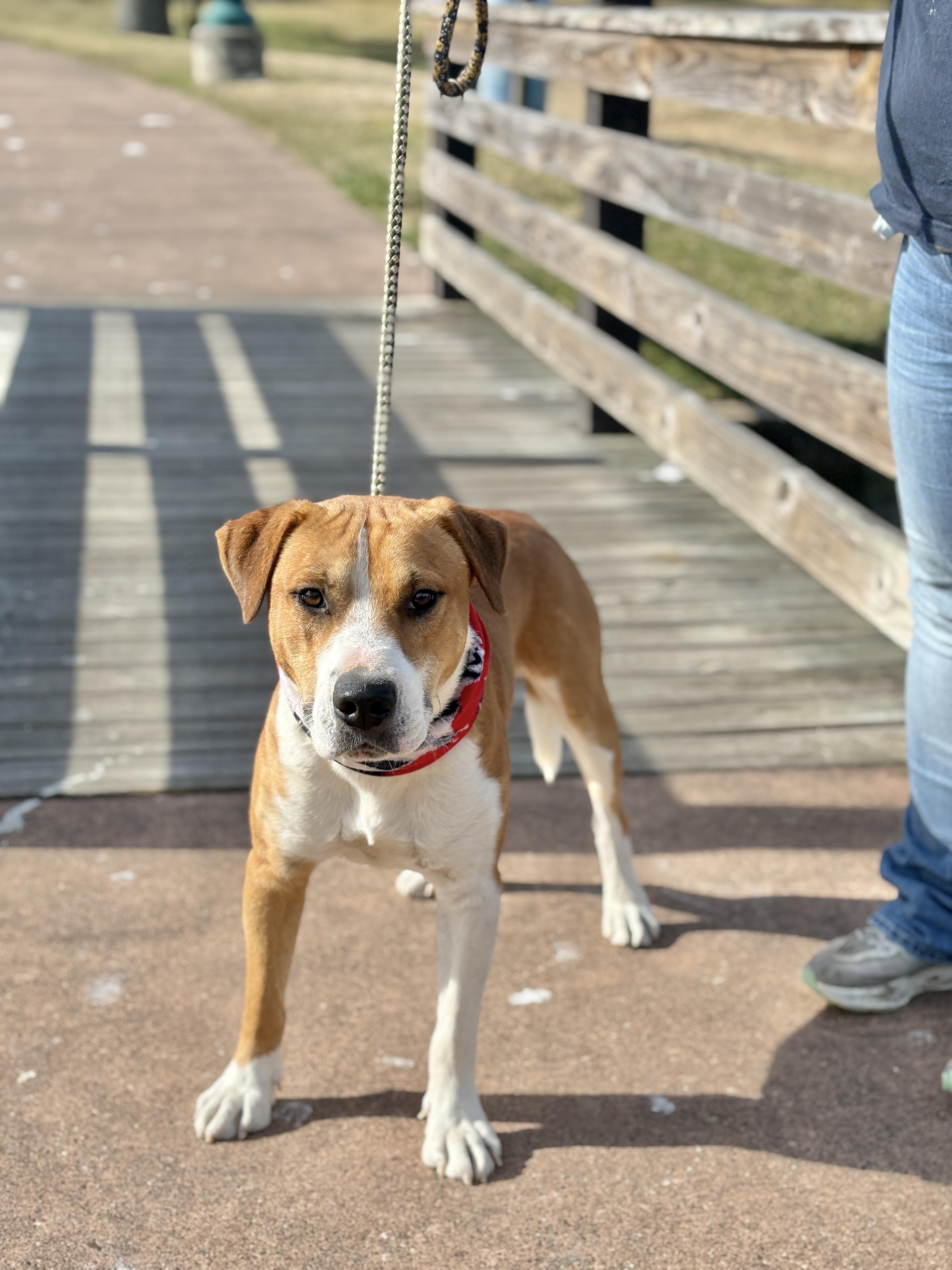 BRUNO- gorgeous boy!