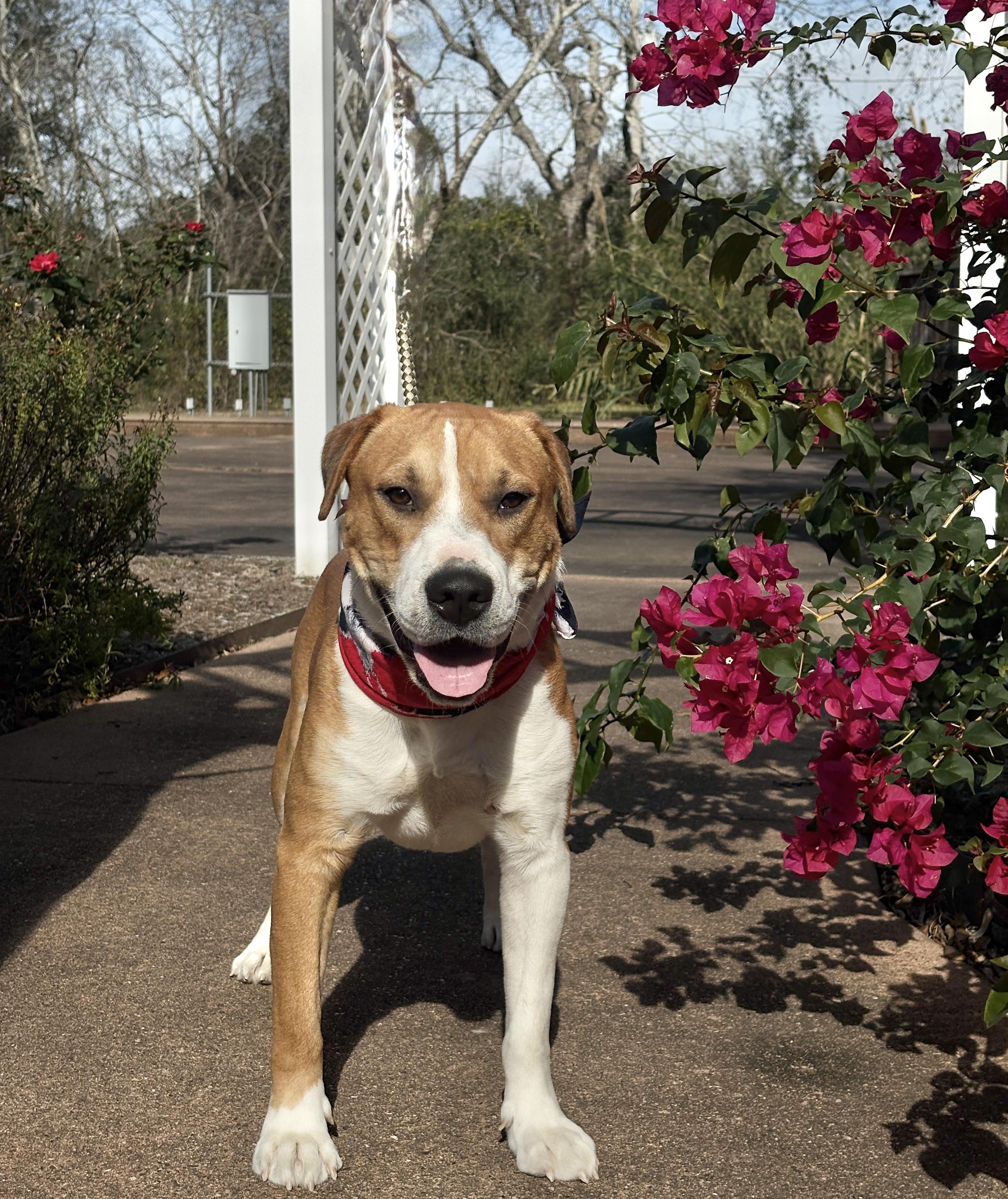 BRUNO- gorgeous boy! — thumbnail 2