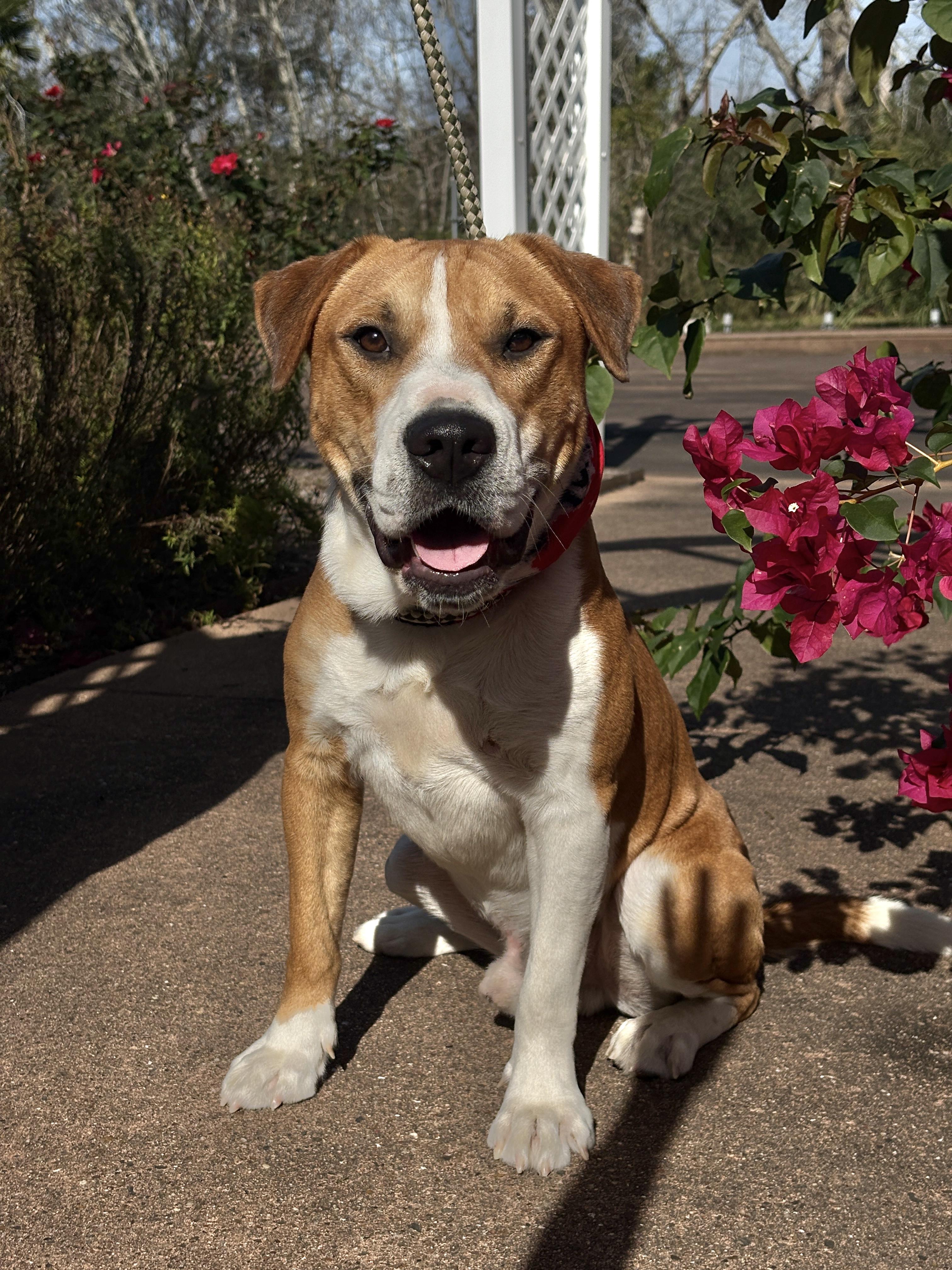 BRUNO- gorgeous boy! — thumbnail 3