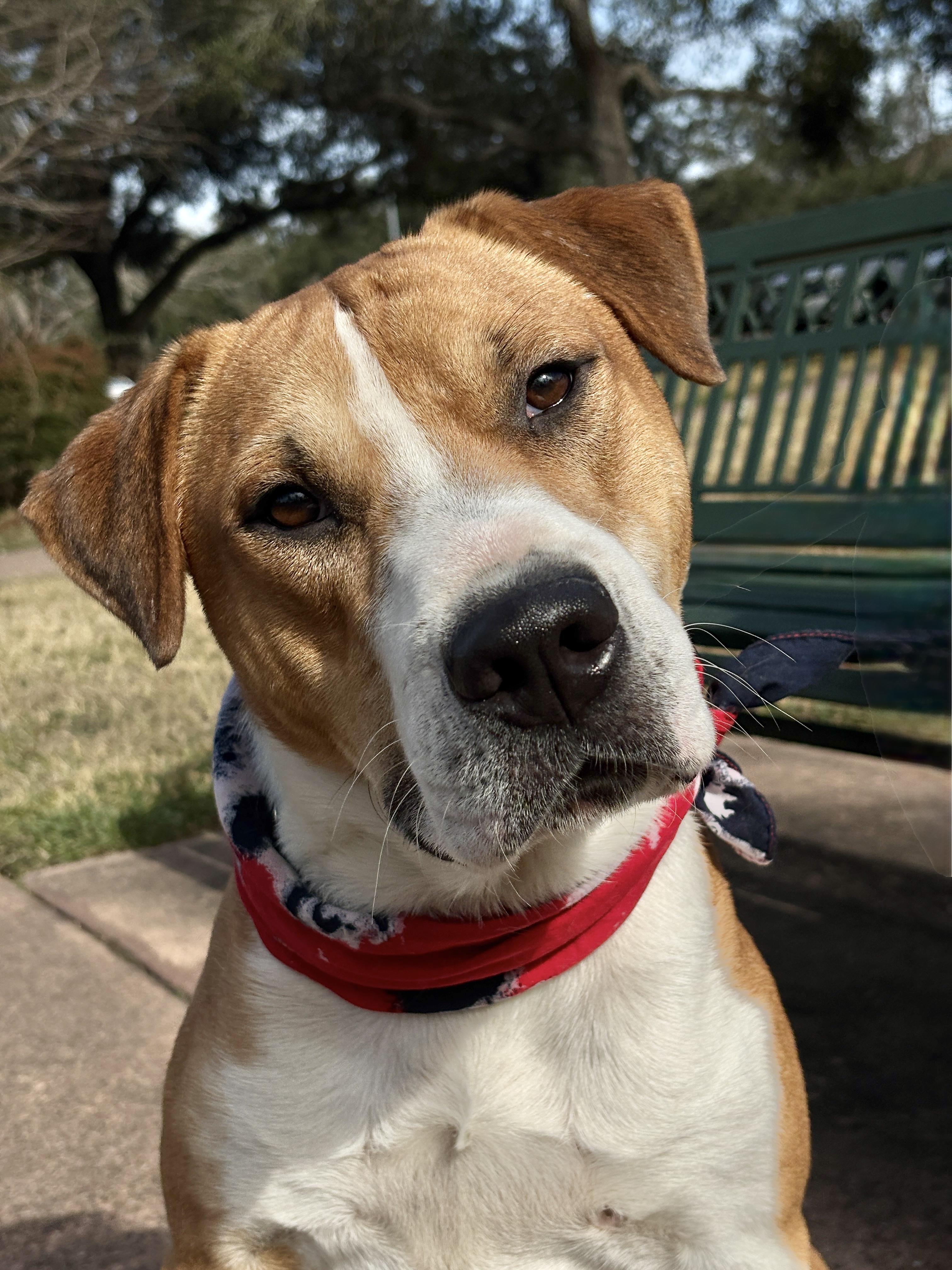 BRUNO- gorgeous boy! — thumbnail 5