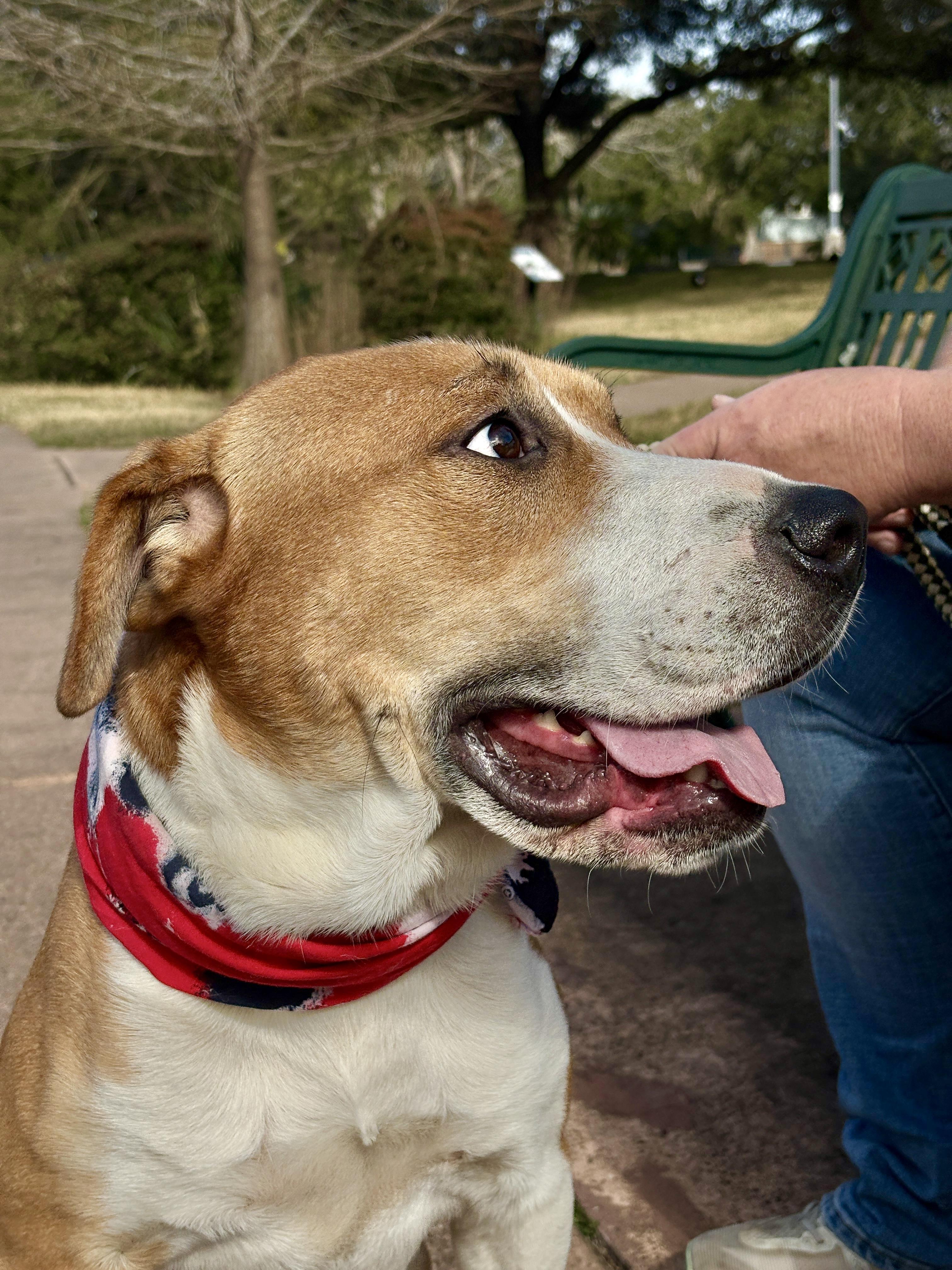 BRUNO- gorgeous boy! — thumbnail 6