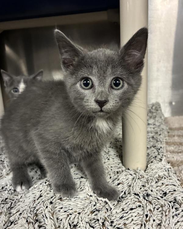 Enlarge DrGluon (with Flabaliki), a Adoptable mixed breed in Richmond, VA image 1/1