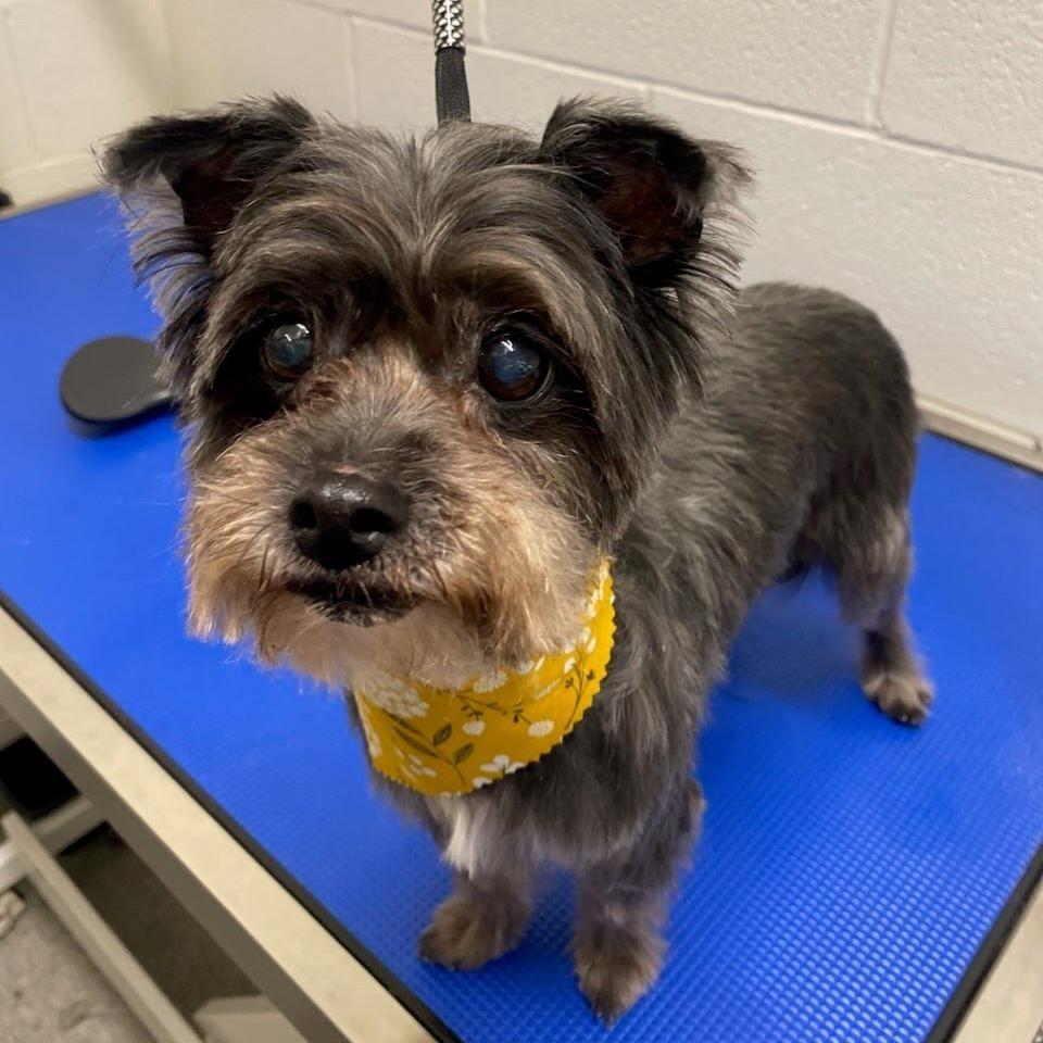 Blanche, Adoptable, Senior Female Havanese.
