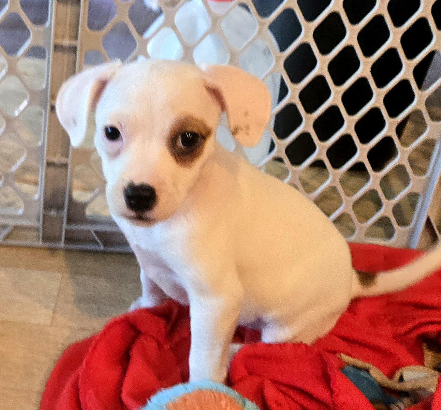 Enlarge Zora, a Adopted mixed breed in Minneapolis, MN image 4/5