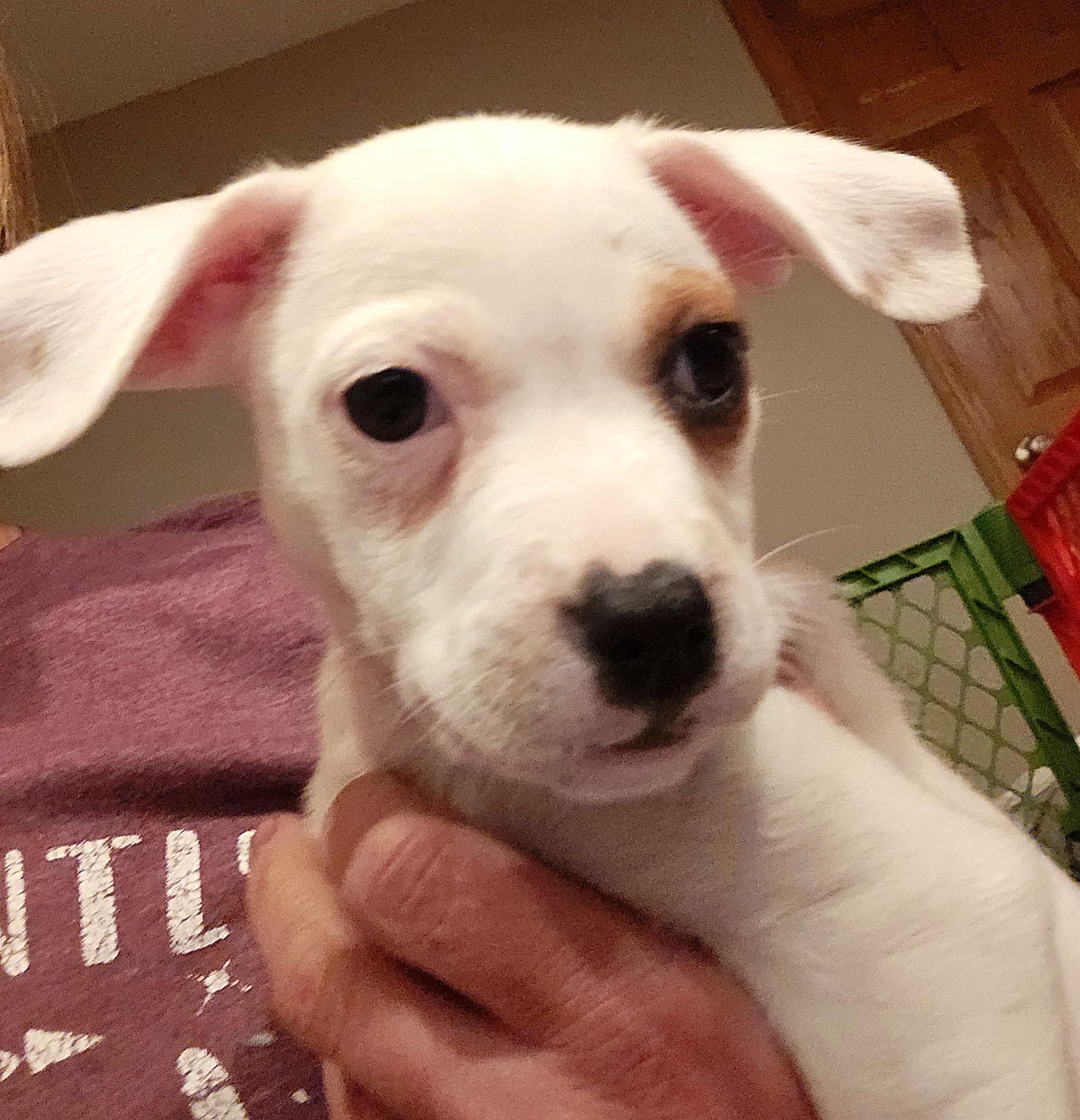 Enlarge Zora, a Adopted mixed breed in Minneapolis, MN image 5/5