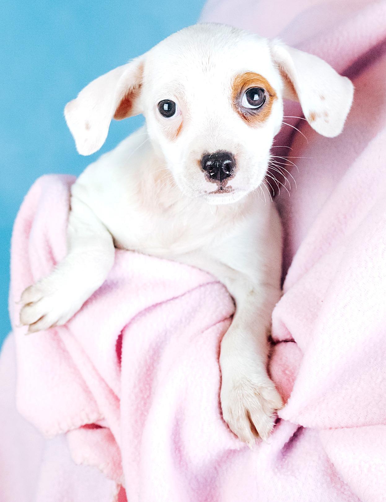 Enlarge Zora, a Adopted mixed breed in Minneapolis, MN image 3/5
