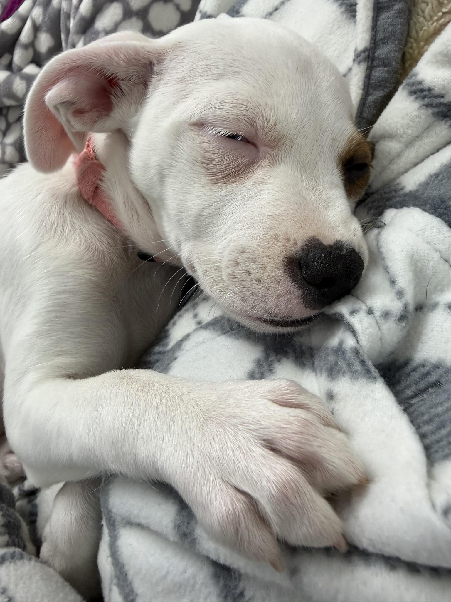 Enlarge Zora, a Adopted mixed breed in Minneapolis, MN image 2/5