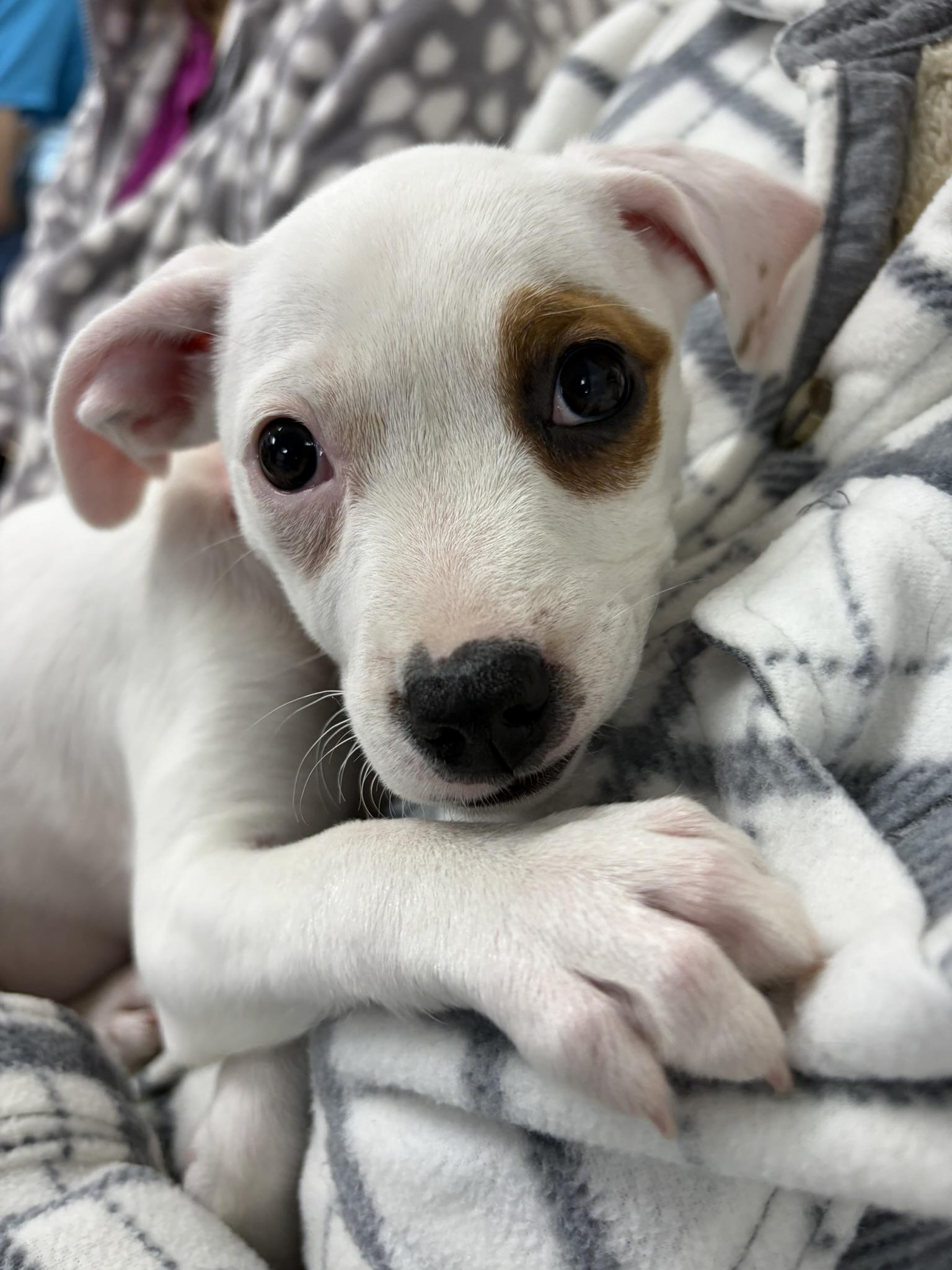 Enlarge Zora, a Adopted mixed breed in Minneapolis, MN image 1/5
