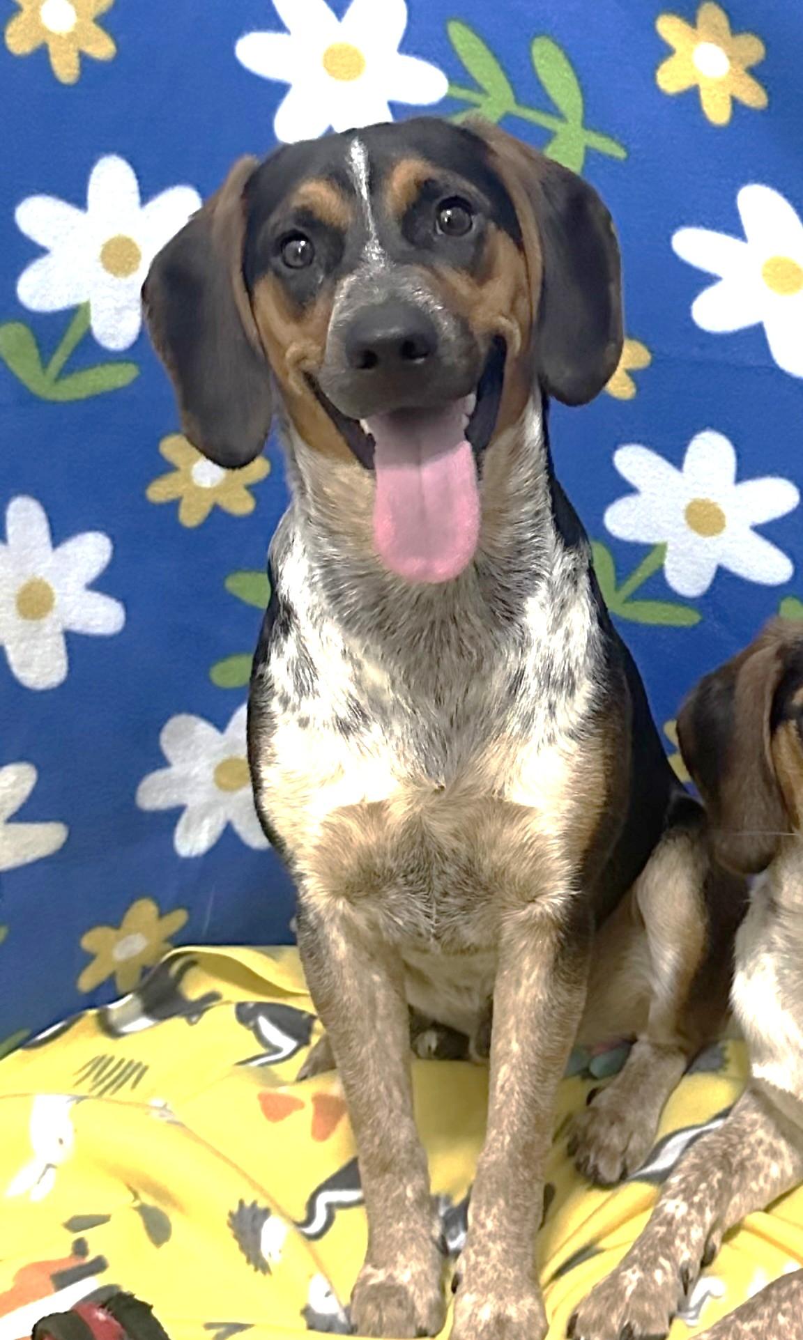 Enlarge Jimmy, a ADOPTABLE mixed breed in Lexington, MA image 1/4