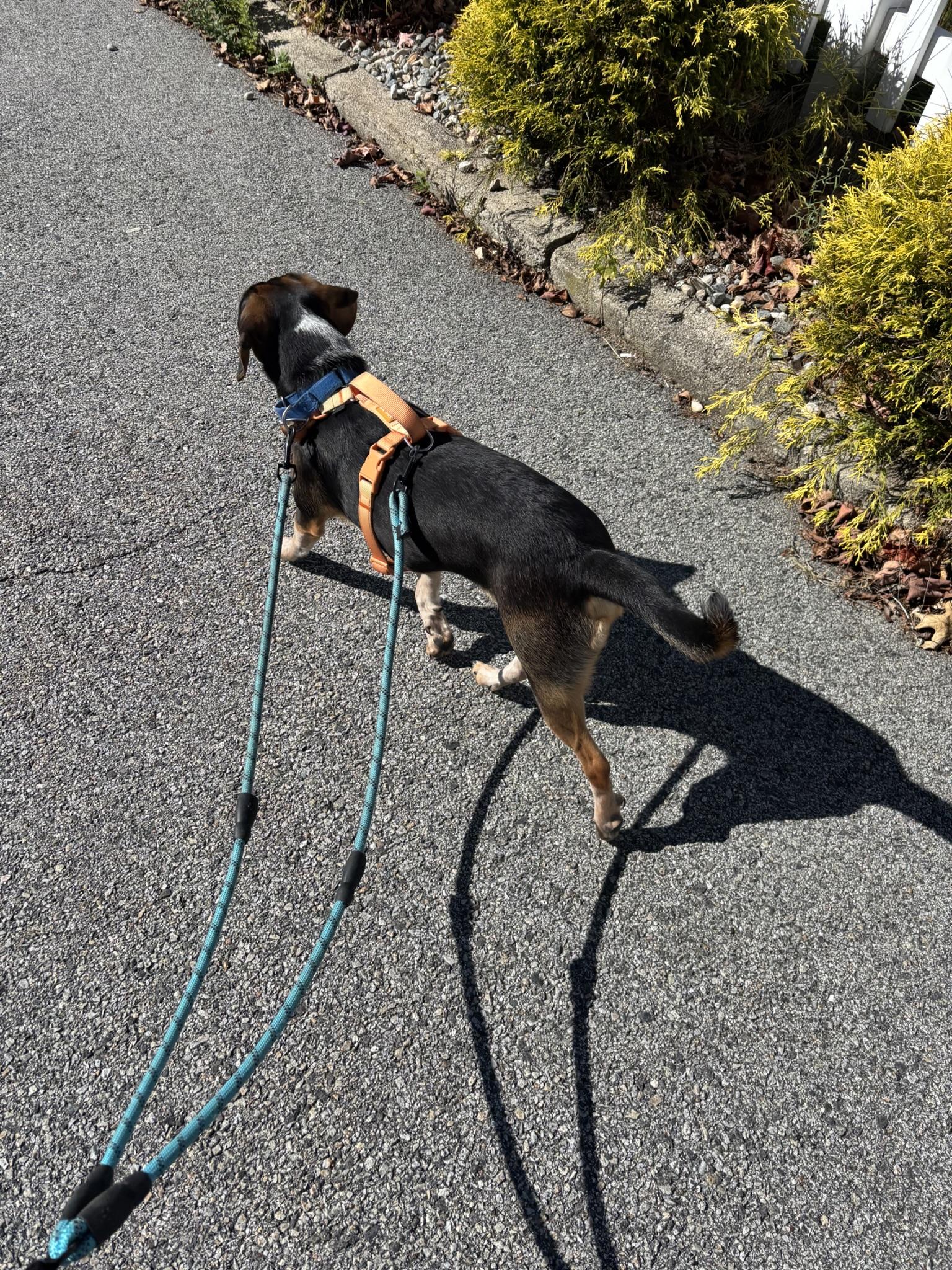 Enlarge Jimmy, a Adoptable mixed breed in Lexington, MA image 5/6