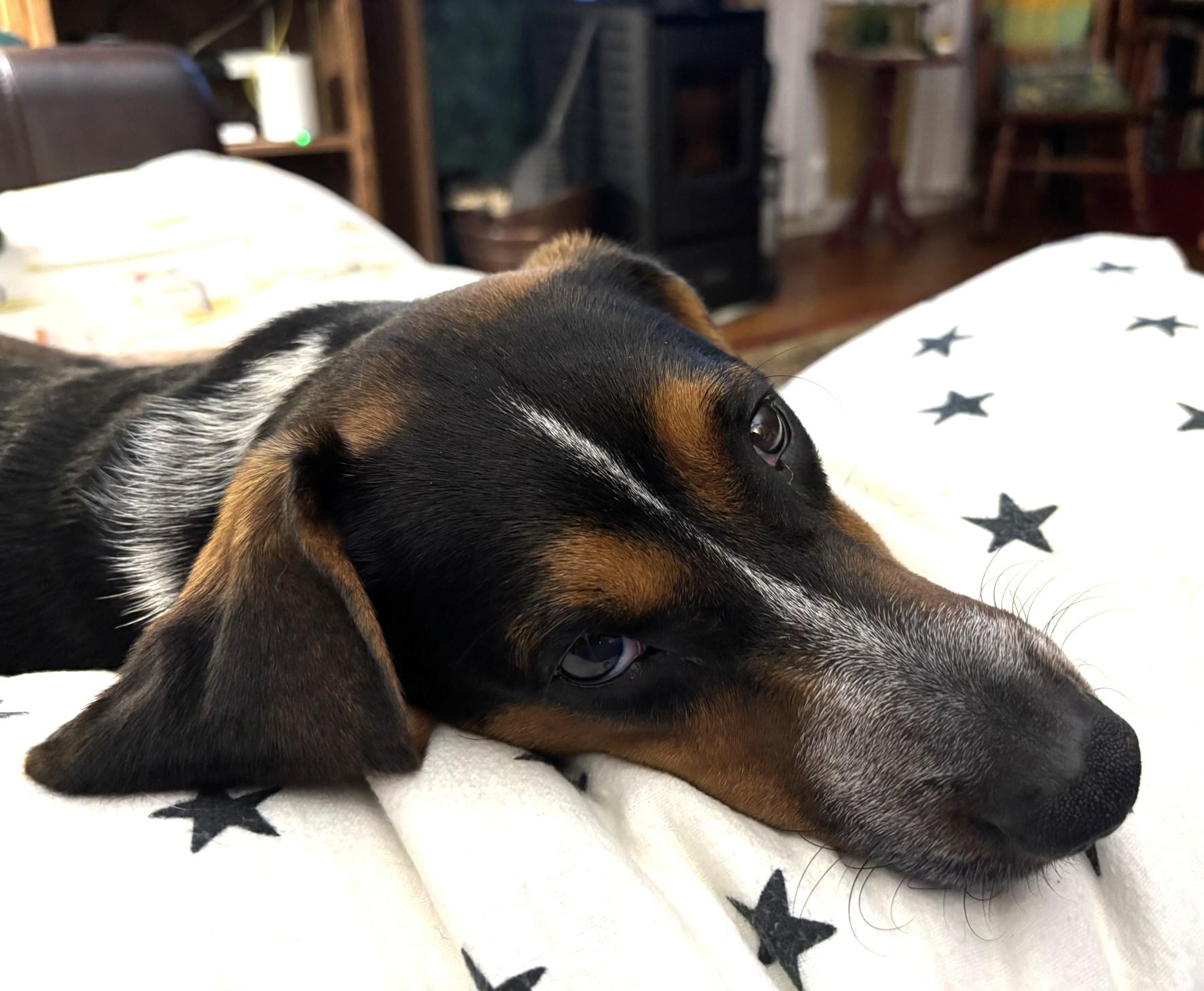 Enlarge Jimmy, a Adoptable mixed breed in Lexington, MA image 1/6