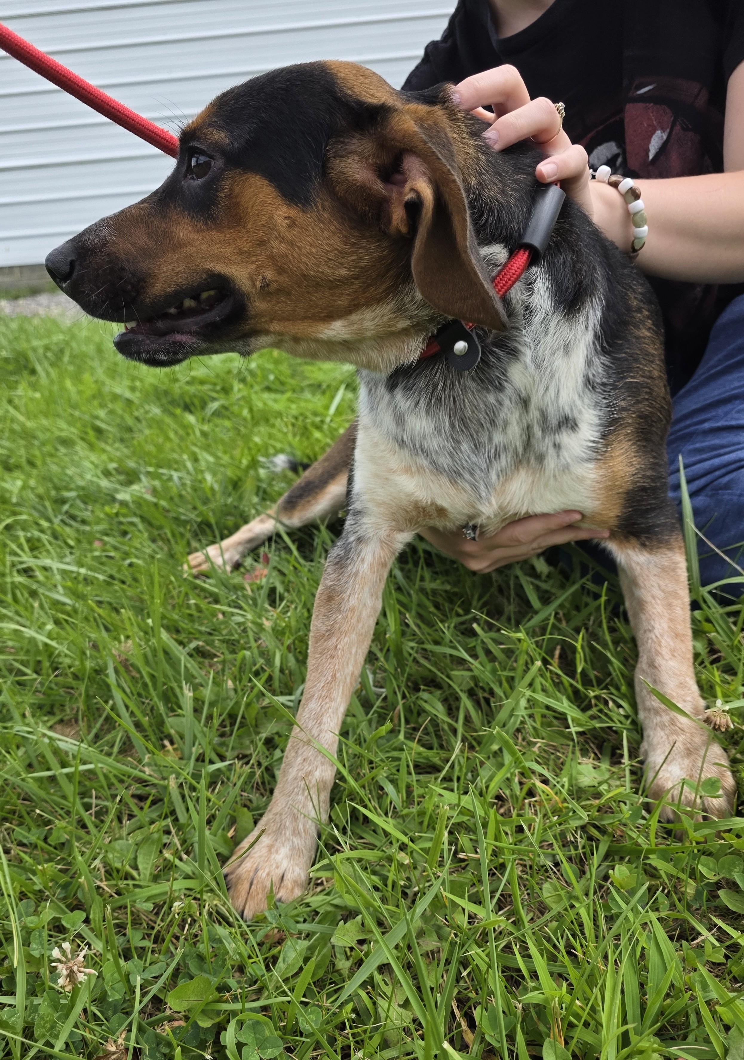 Enlarge Jimmy, a ADOPTABLE mixed breed in Lexington, MA image 2/4