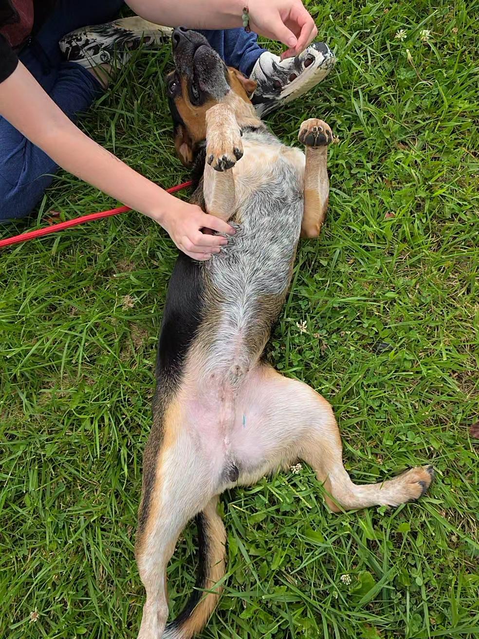 Enlarge Jimmy, a ADOPTABLE mixed breed in Lexington, MA image 4/4