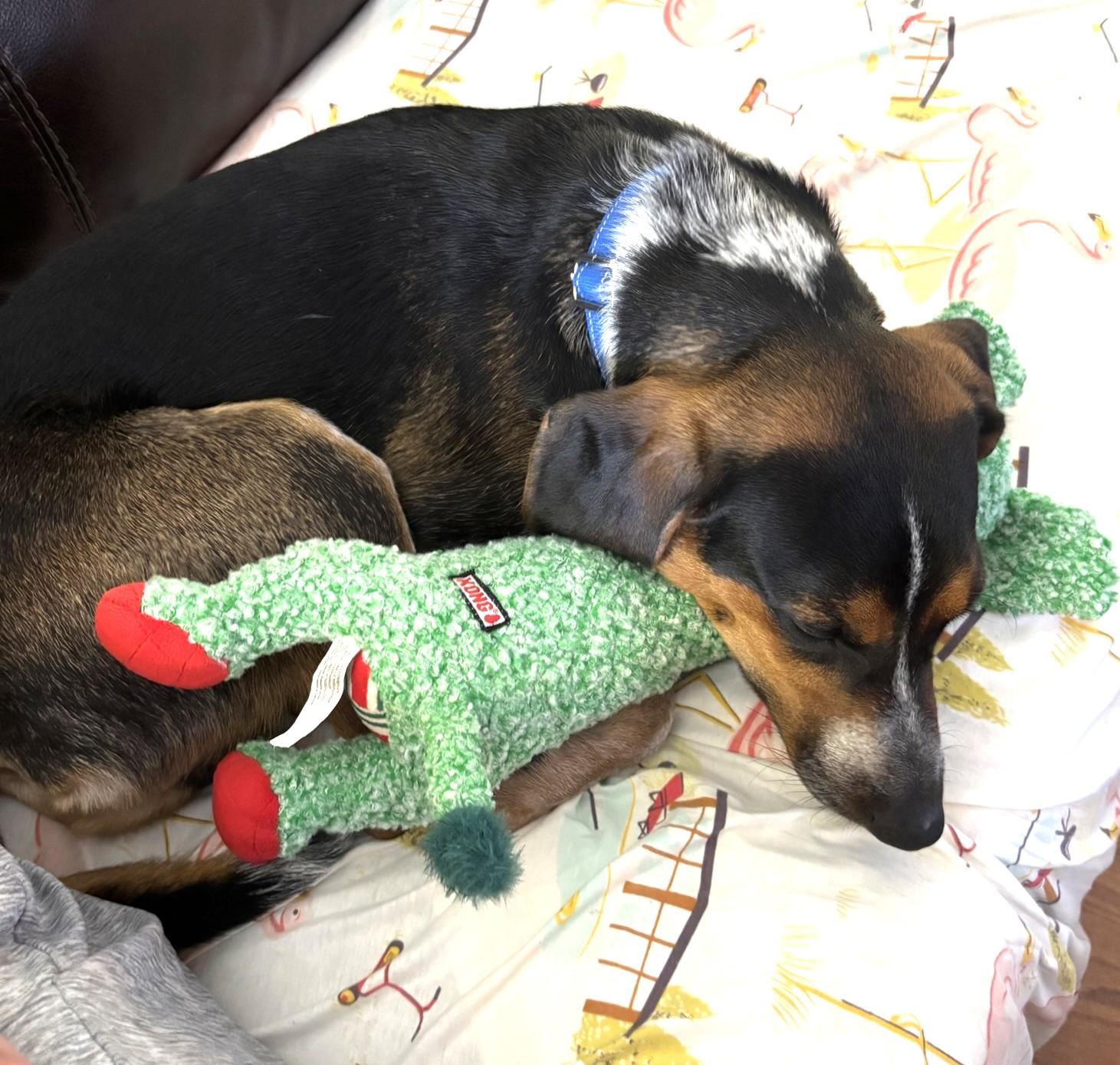 Enlarge Jimmy, a Adoptable mixed breed in Lexington, MA image 6/6