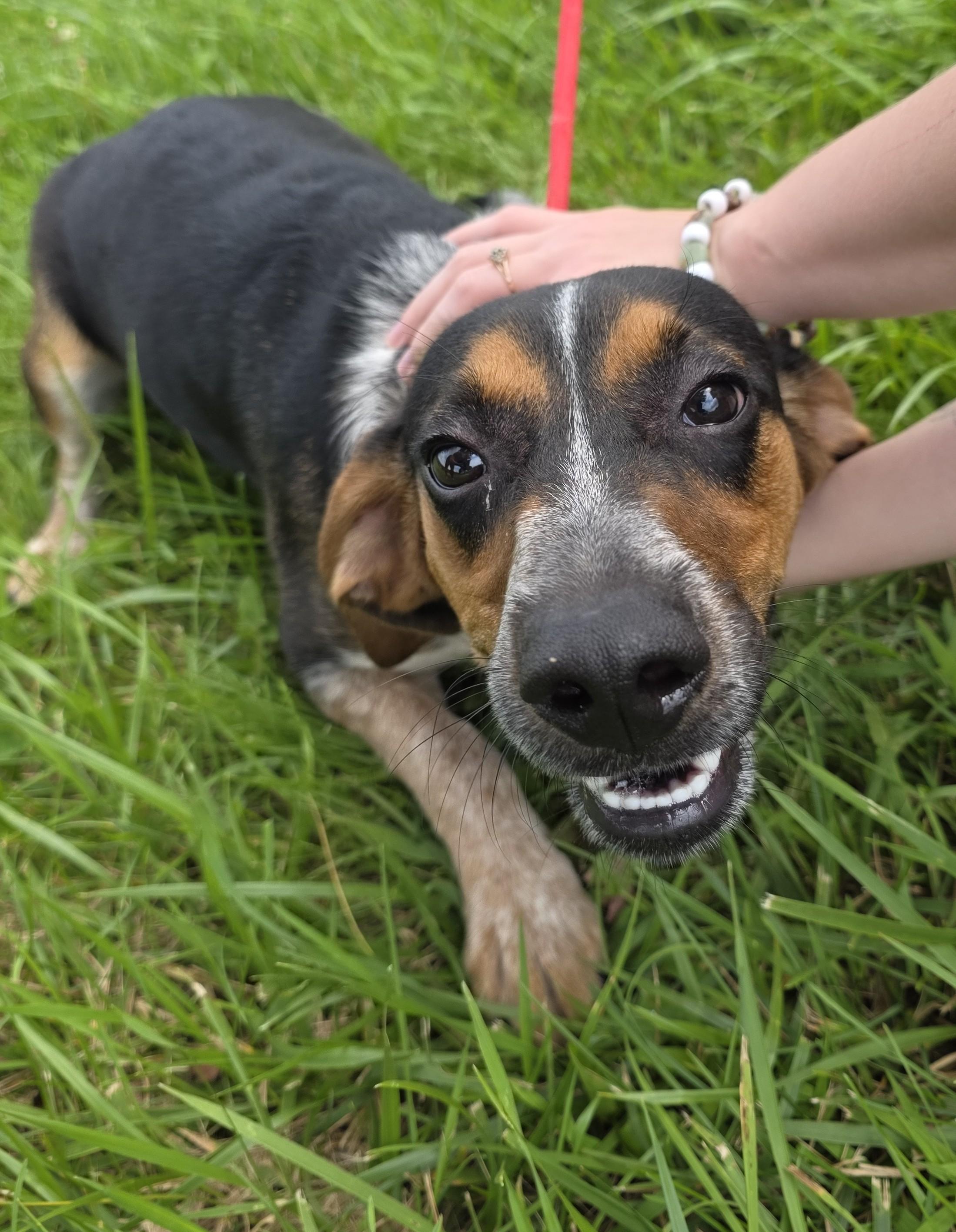 Enlarge Jimmy, a ADOPTABLE mixed breed in Lexington, MA image 3/4