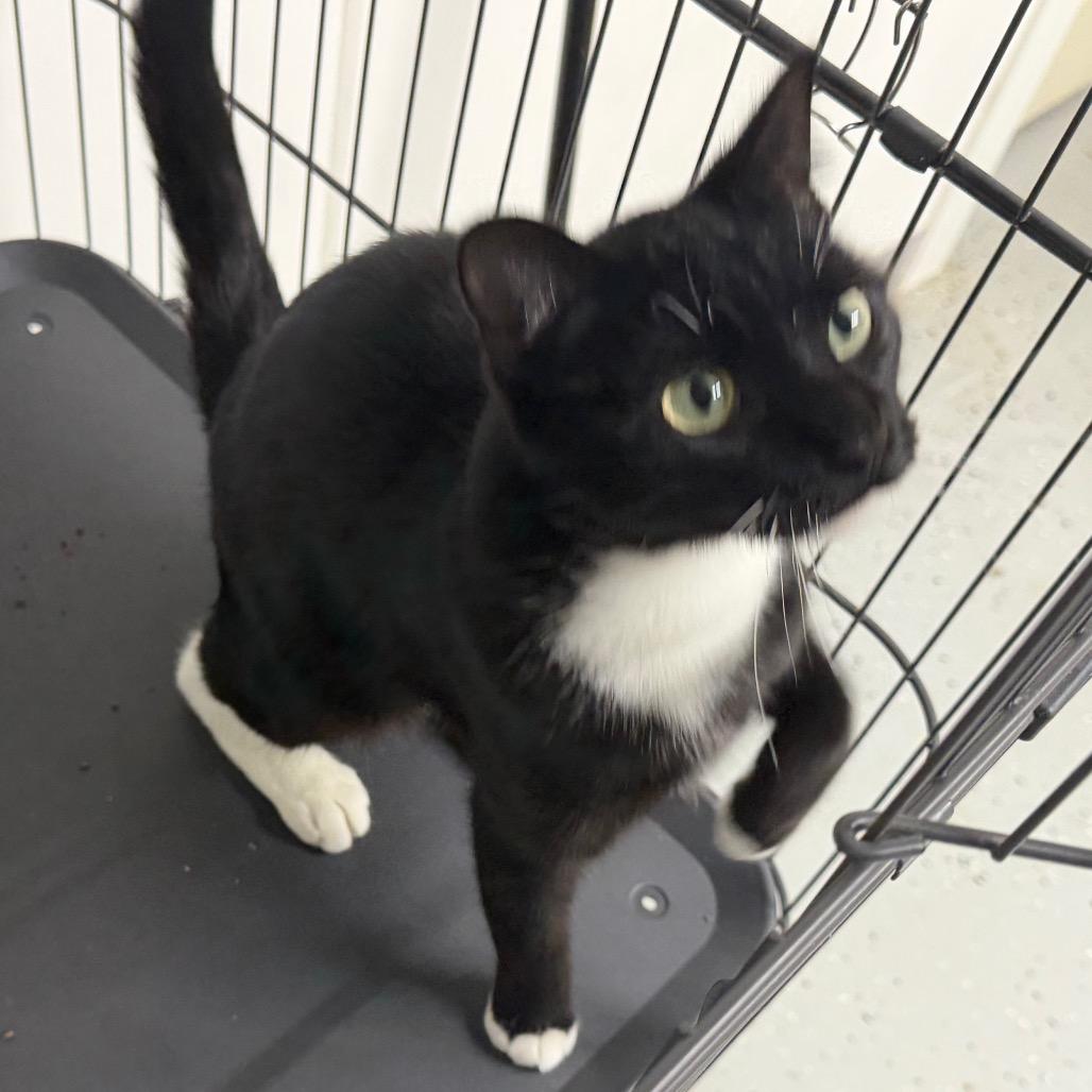 Enlarge Gracie, a Adoptable Domestic Short Hair in Blair, WI image 1/2