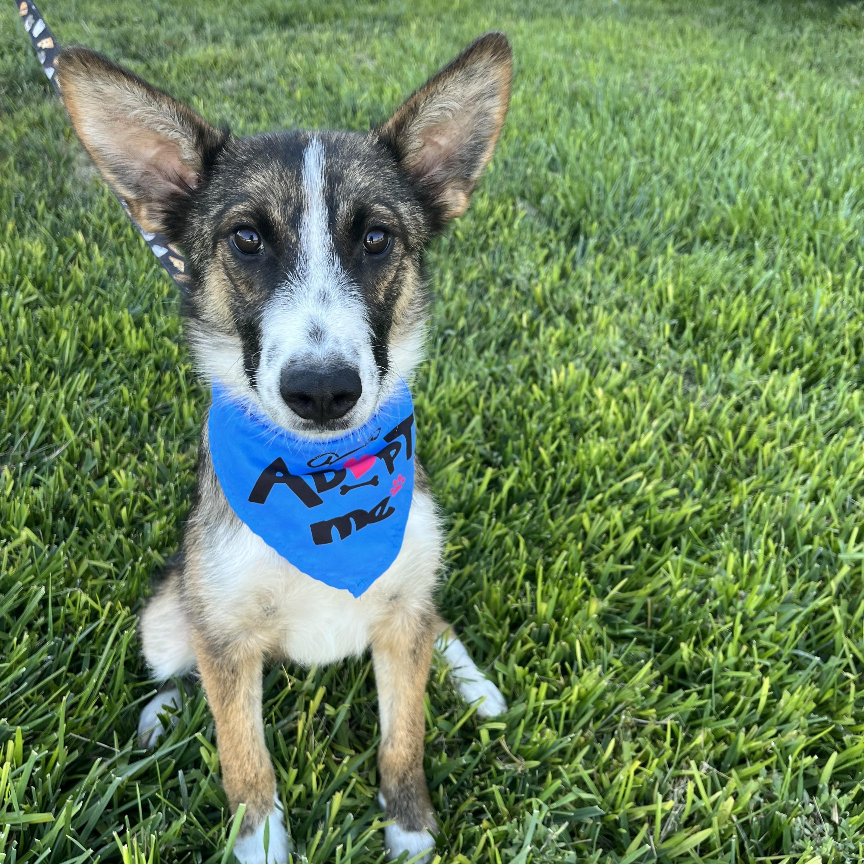 Enlarge Lucas, a Adoptable mixed breed in Poway, CA image 1/5