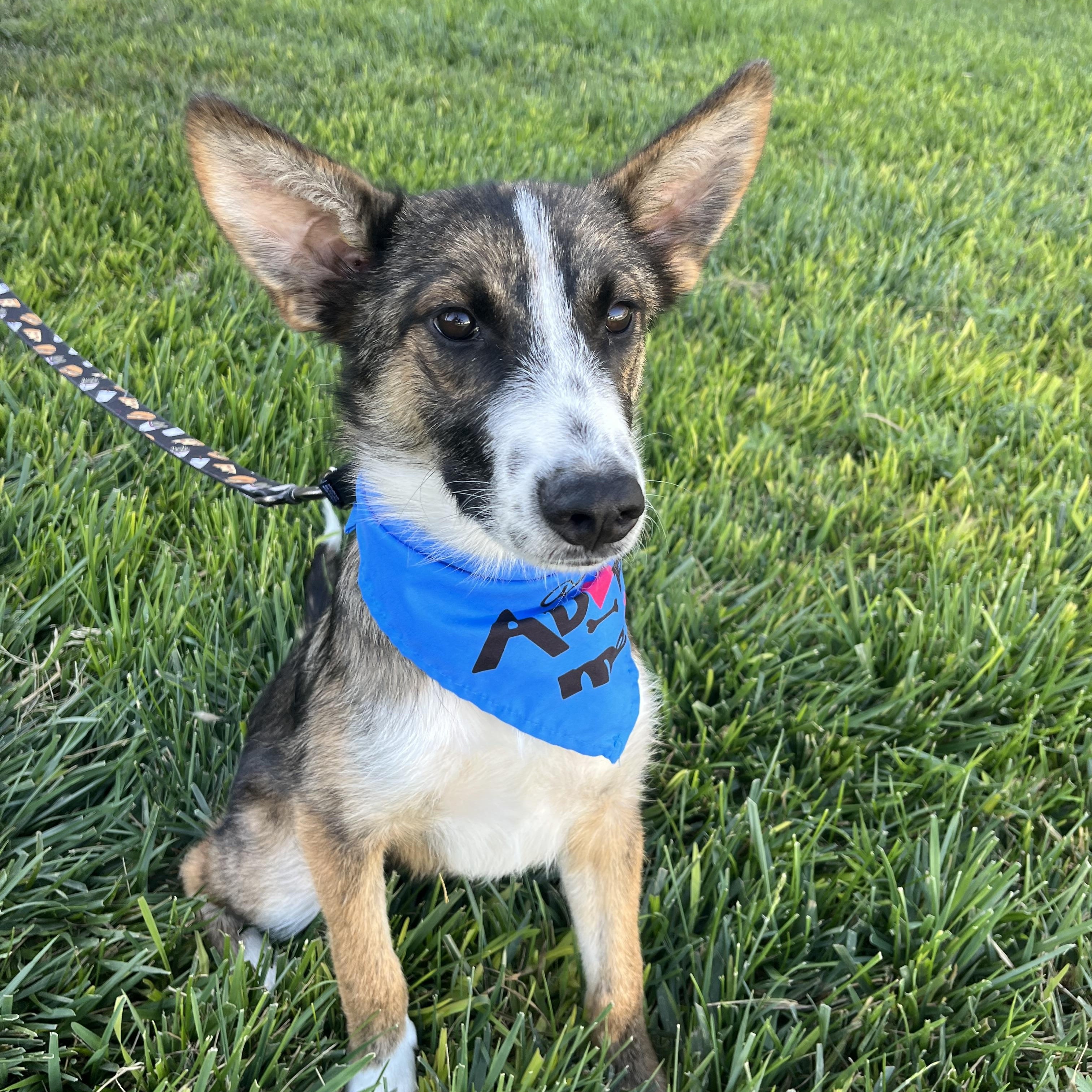 Enlarge Lucas, a Adoptable mixed breed in Poway, CA image 2/5