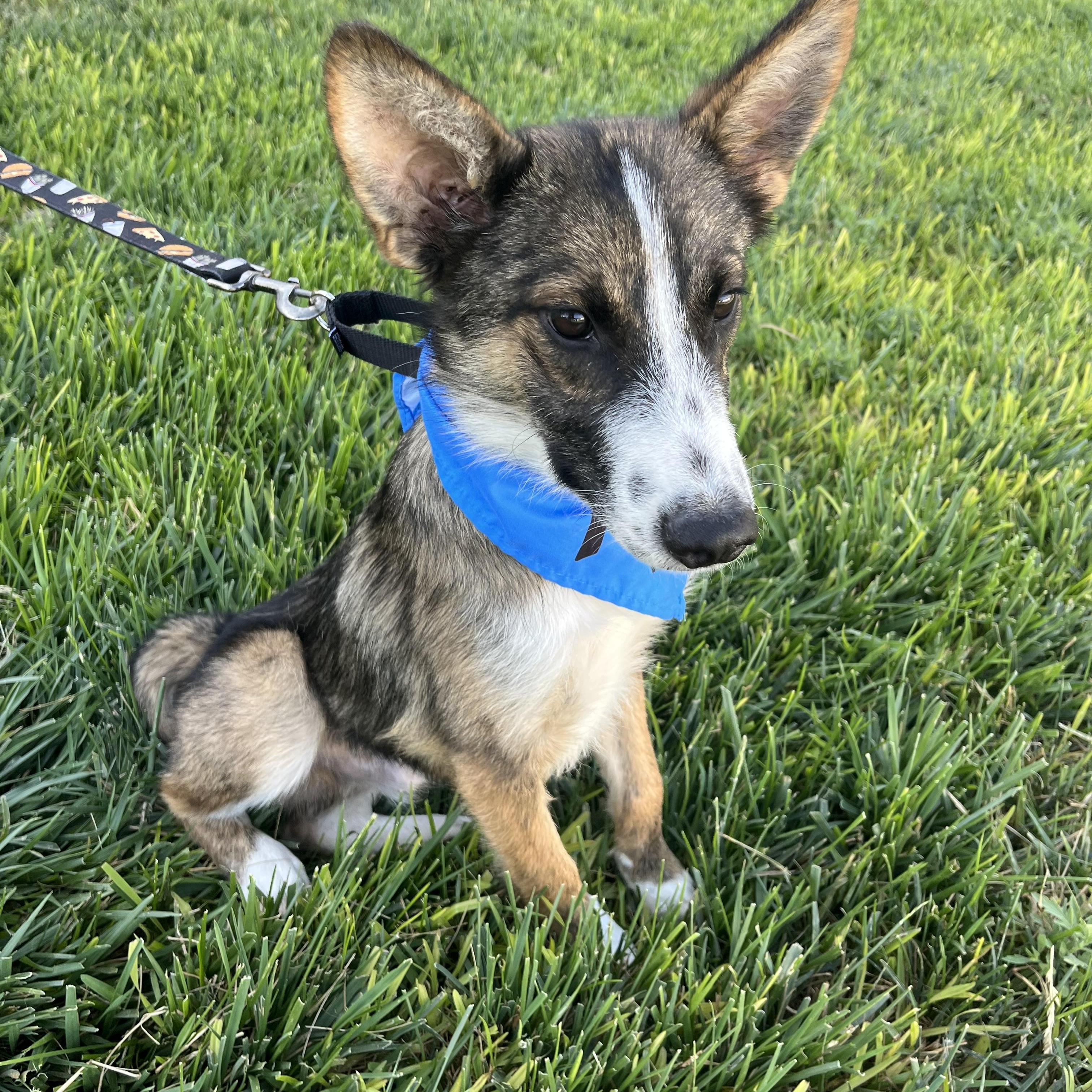 Enlarge Lucas, a Adoptable mixed breed in Poway, CA image 3/5