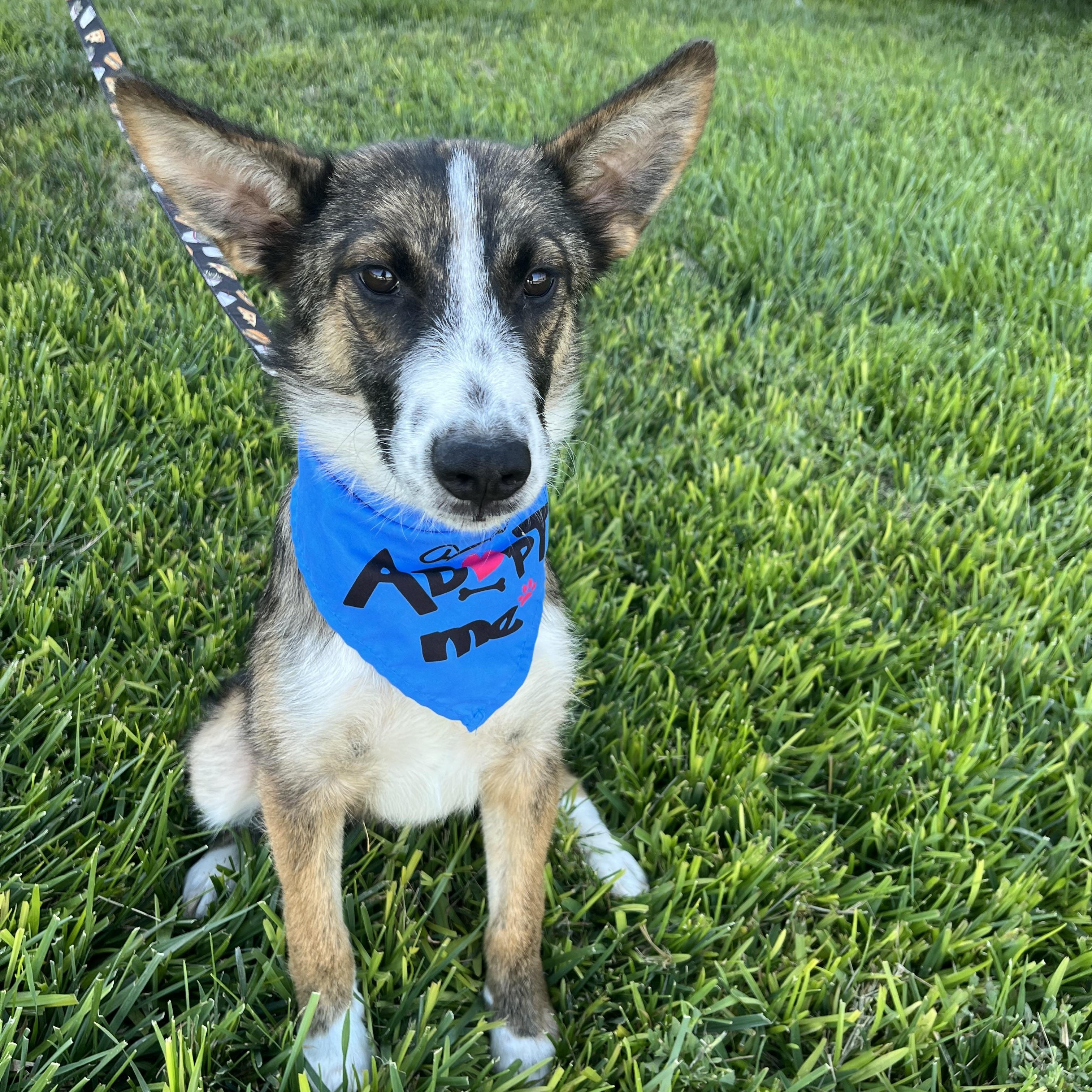 Enlarge Lucas, a Adoptable mixed breed in Poway, CA image 4/5