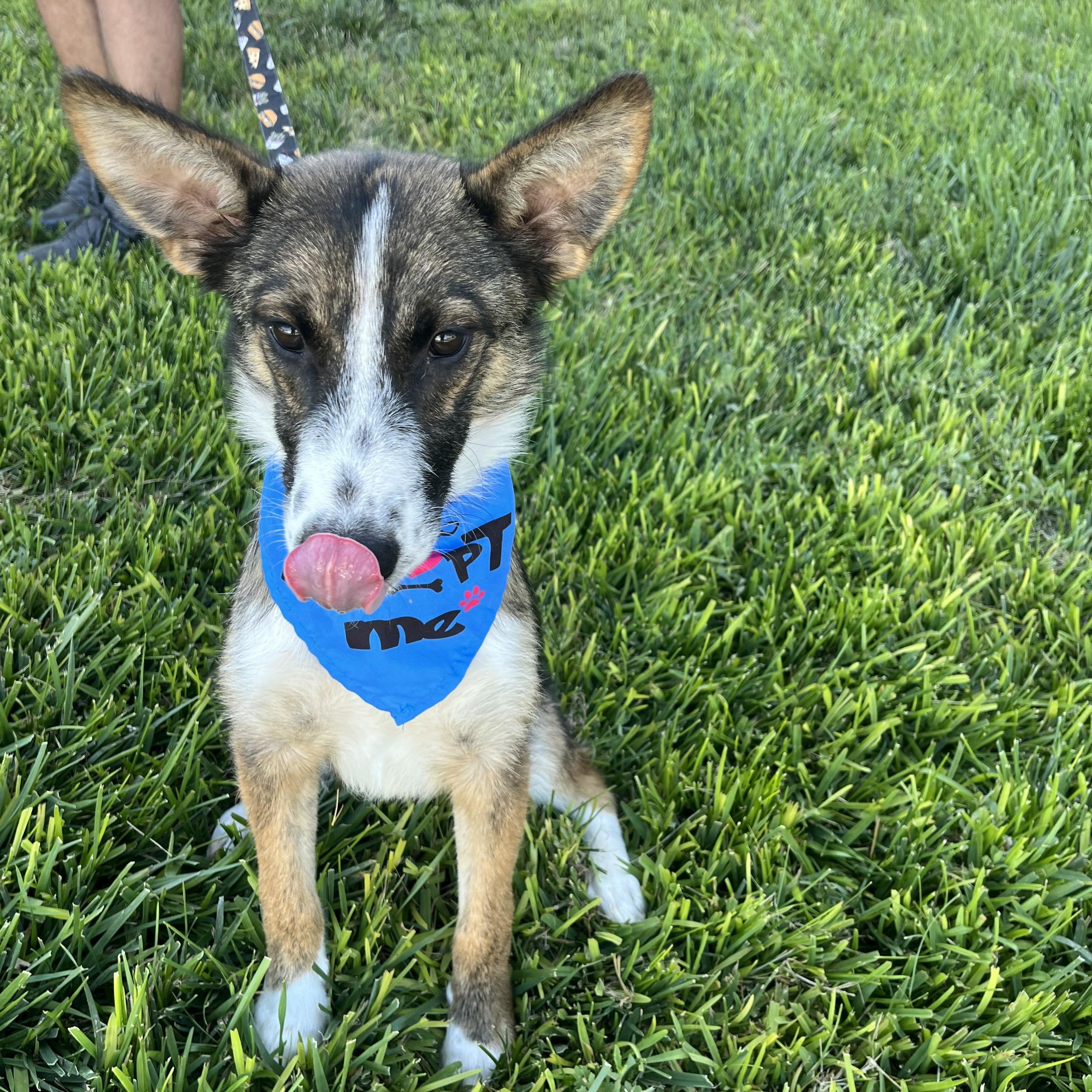 Enlarge Lucas, a Adoptable mixed breed in Poway, CA image 5/5