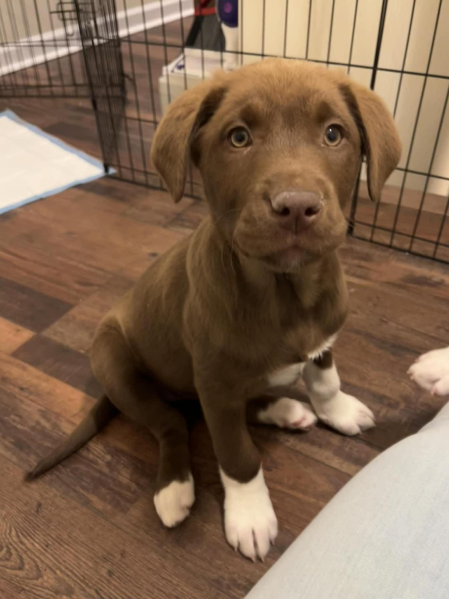 Snowanna White, adopted, Puppy Female Mixed Breed.