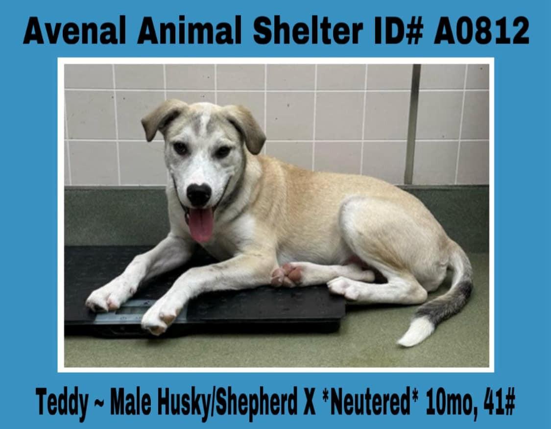Enlarge Teddy, a Adoptable mixed breed in Avenal, CA image 1/1