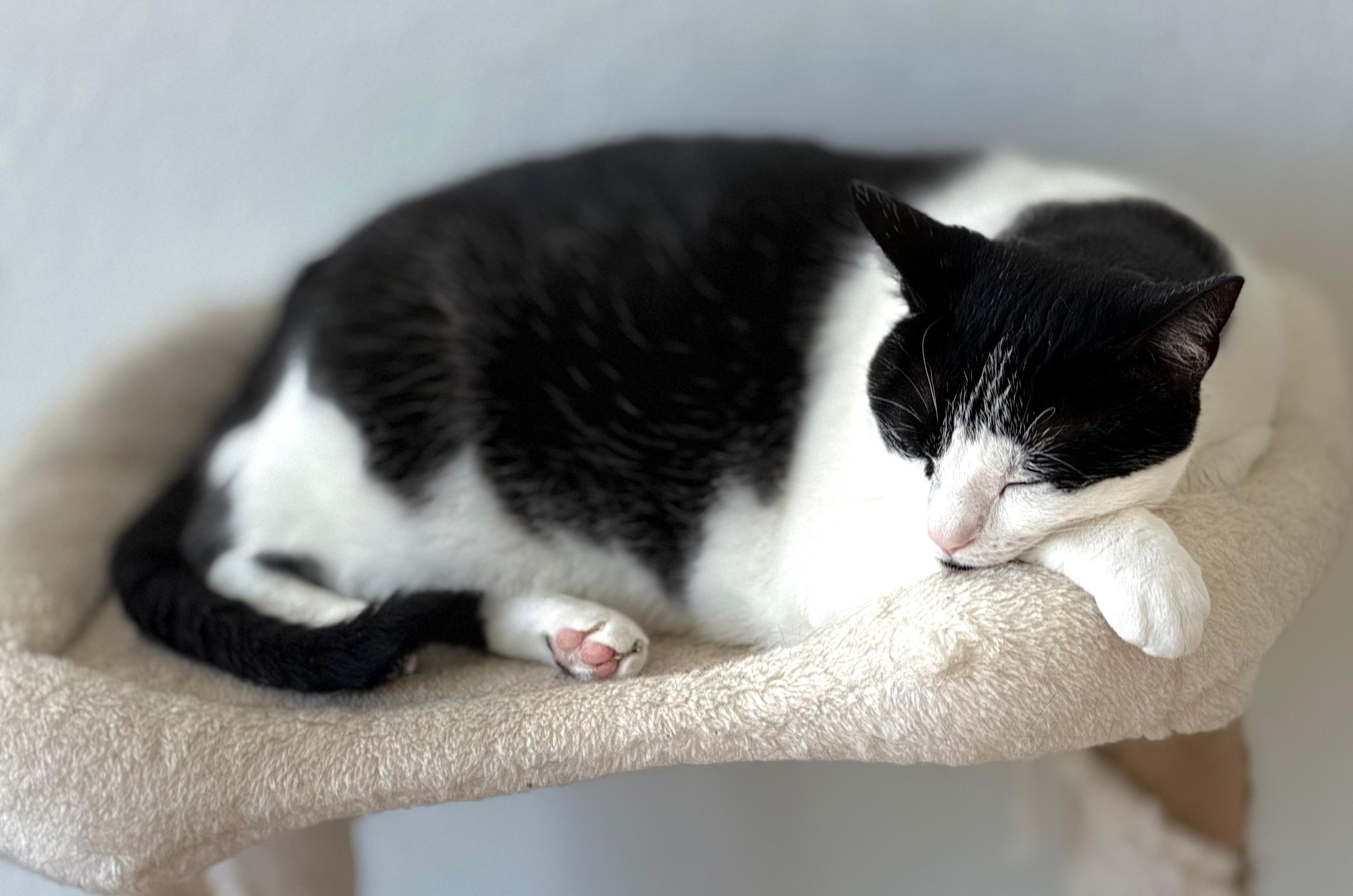 Enlarge Cleo, an adoptable Tuxedo in Boston, MA image 2/4