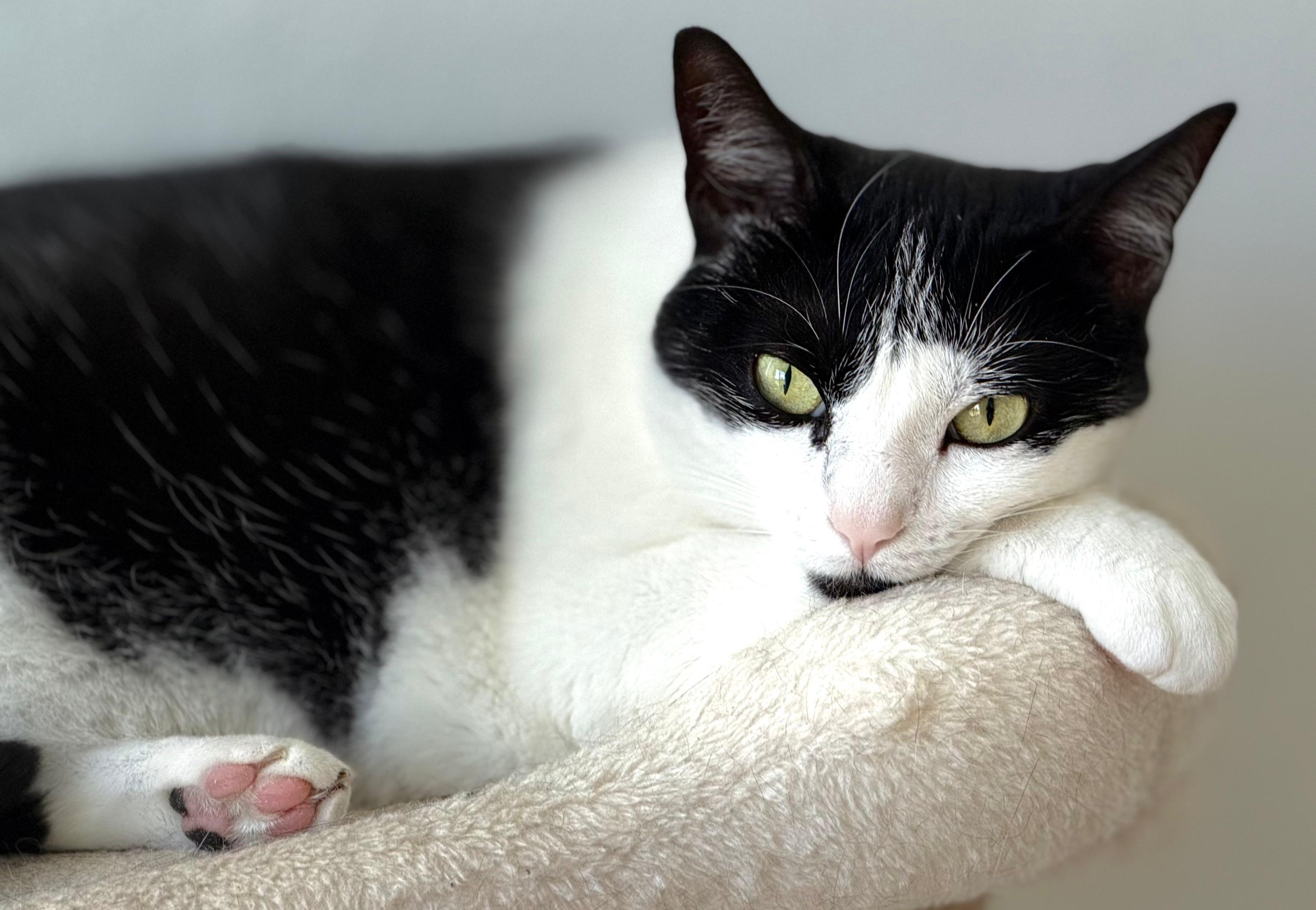 Enlarge Cleo, an adoptable Tuxedo in Boston, MA image 3/4